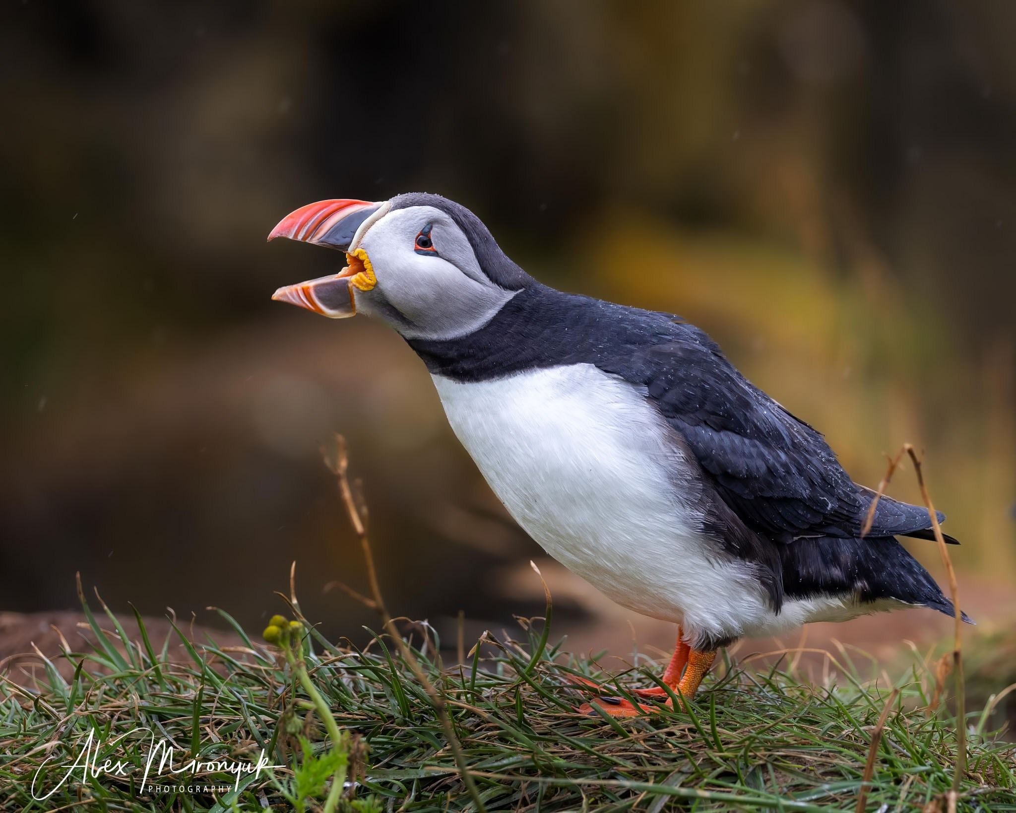 Unforgettable Iceland. Pet, Senior, Landscape, portrait studio, photographer in Miami and Sou