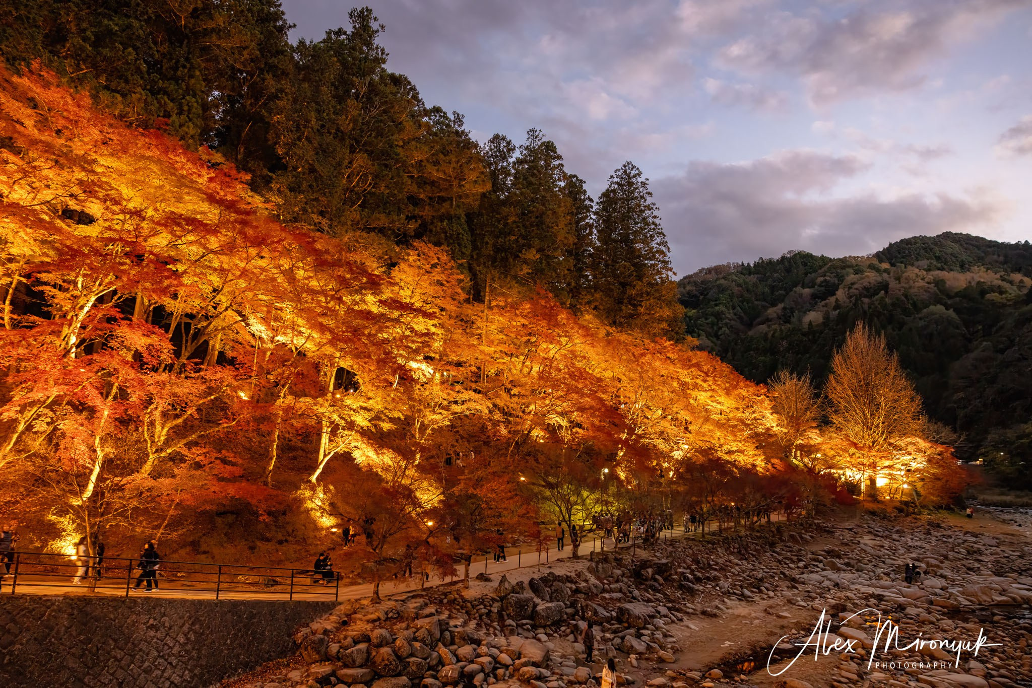 Autumn Colors of Japan. Pet, Senior, Landscape, portrait studio, photographer in Miami and Sou