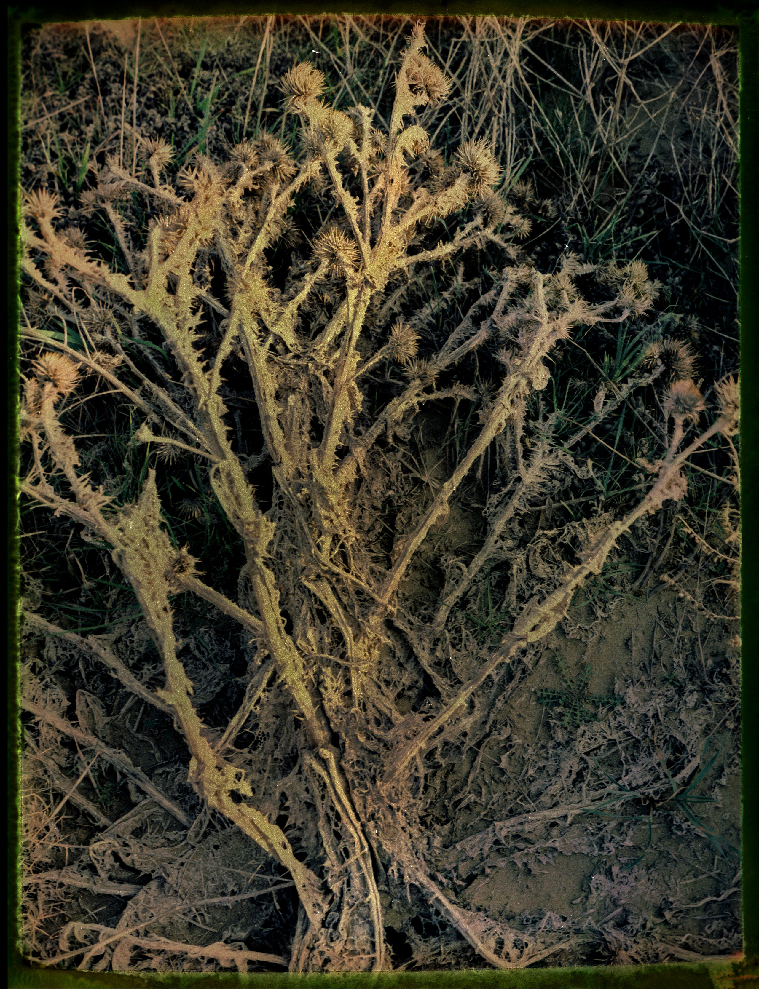 POLAROID. Www.sananaleskerov.com