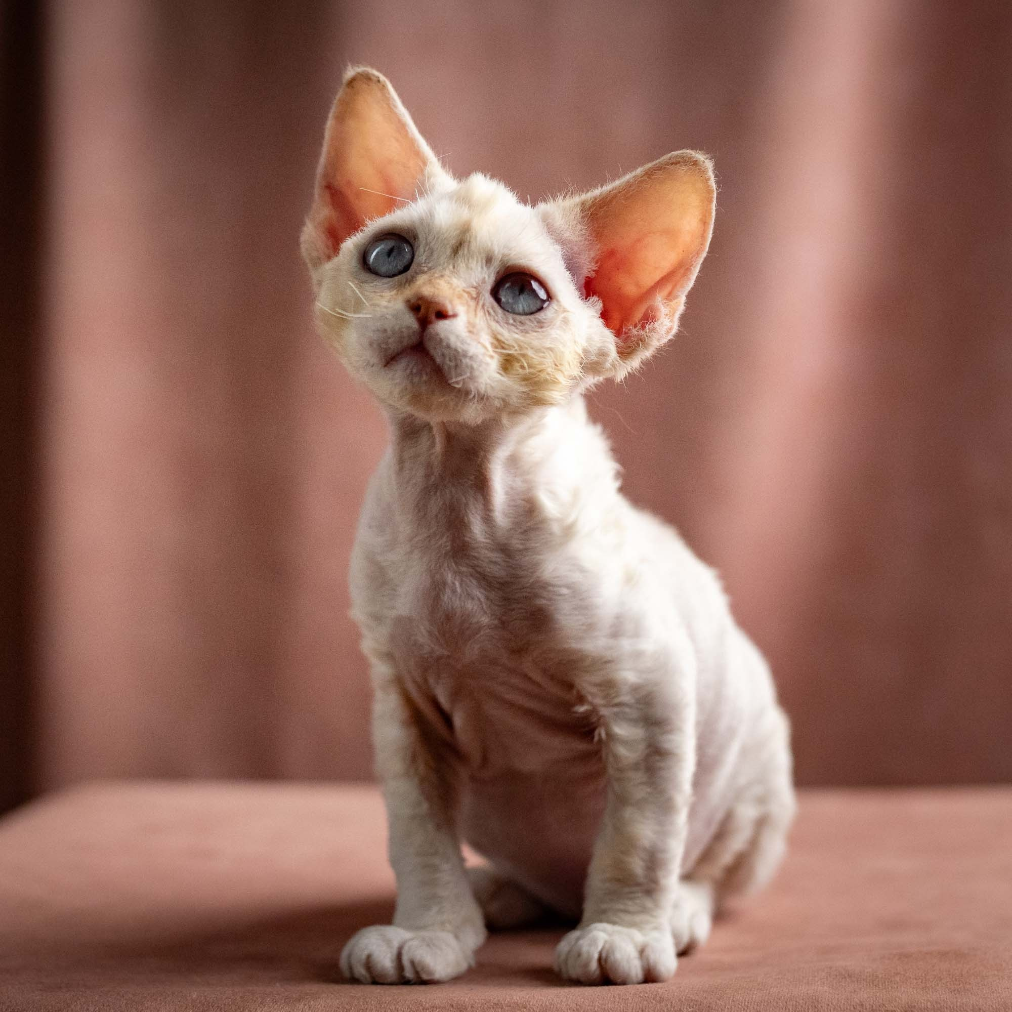 Quennie, girl, born 02.14.26. Devon Rex Pixie Cattery