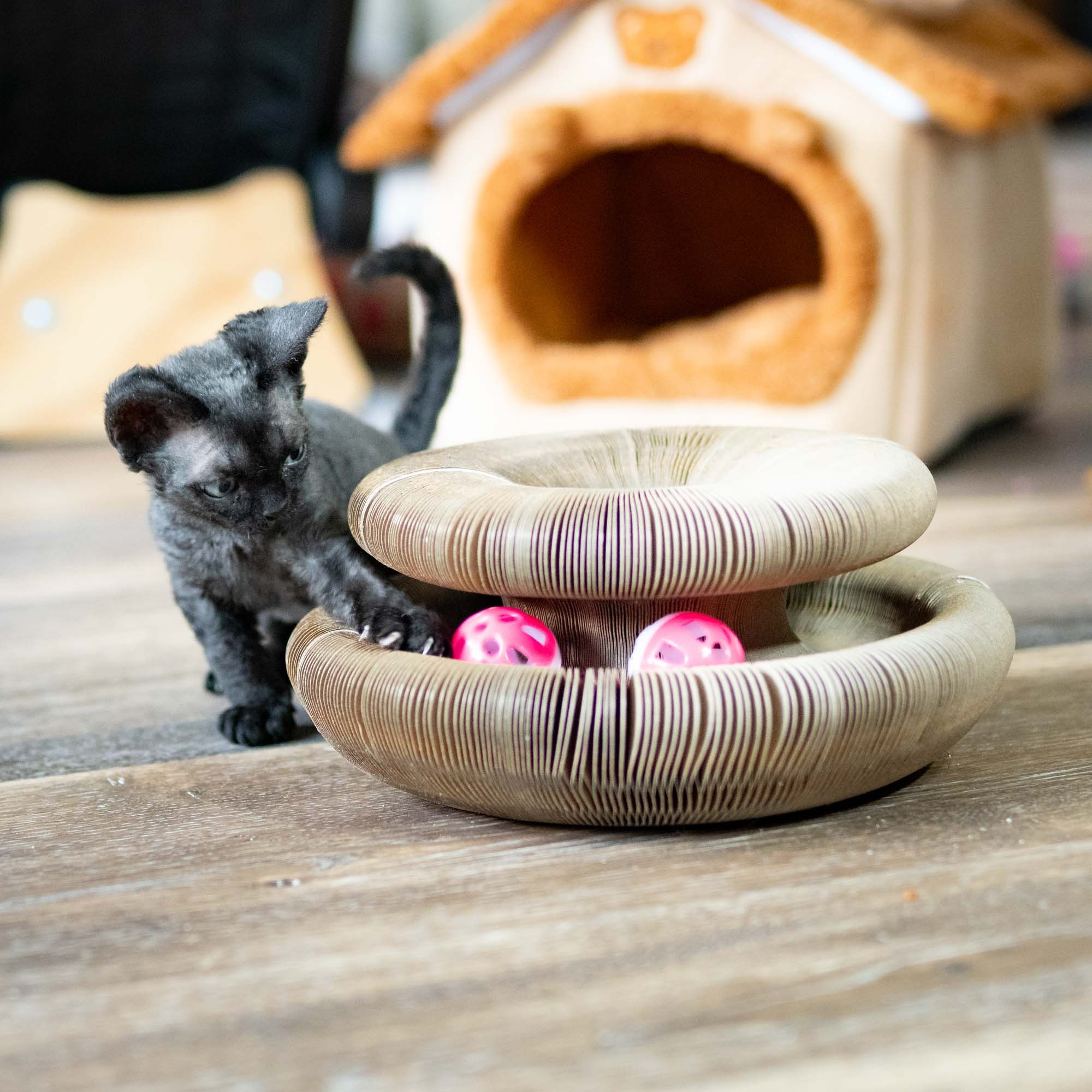 Smoke, boy,  born on  04.11.24, Sold. Devon Rex Pixie Cattery