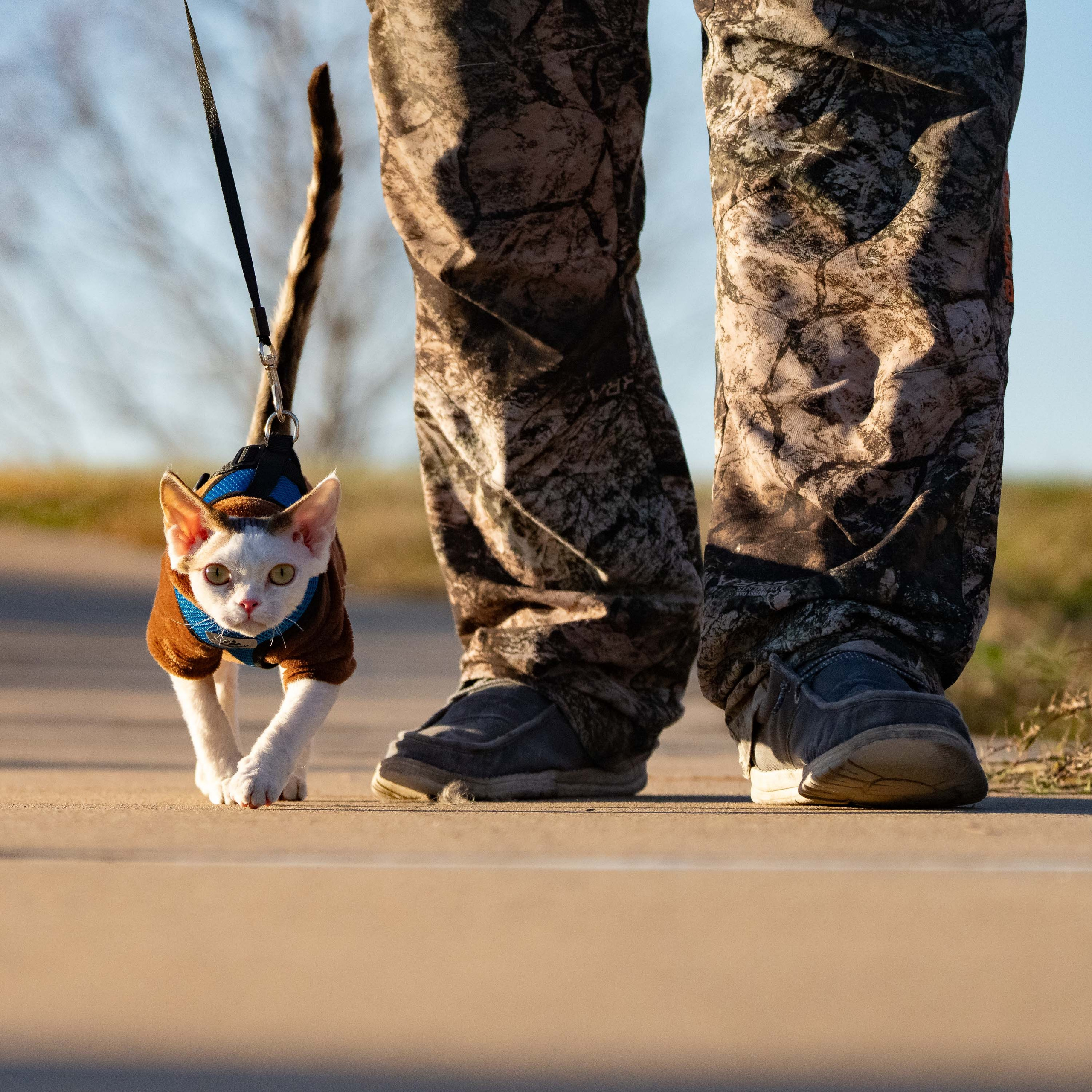 Oscar, boy, born 04.15.2025. Devon Rex Pixie Cattery