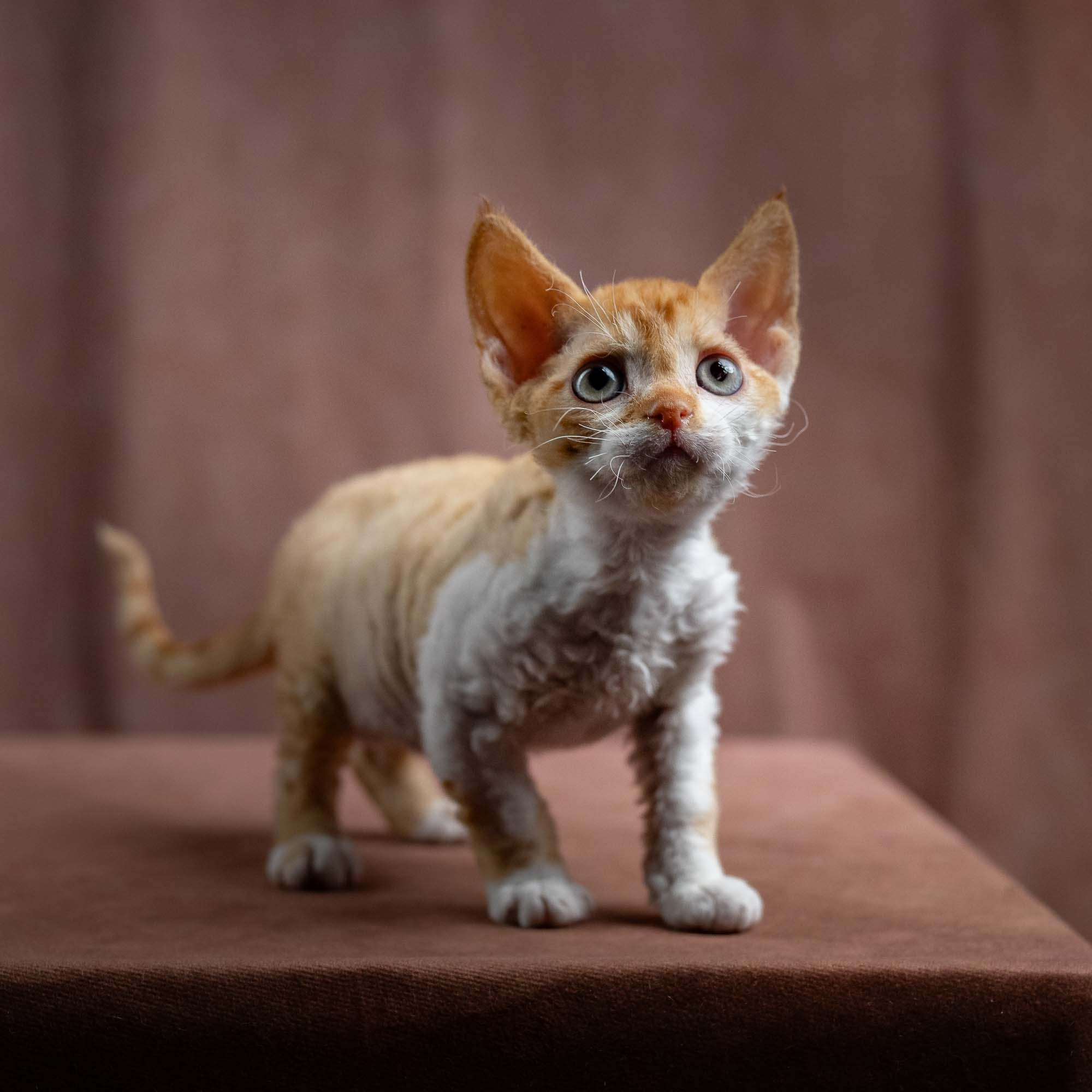 Jessie, girl, born 06.25.2025. Devon Rex Pixie Cattery