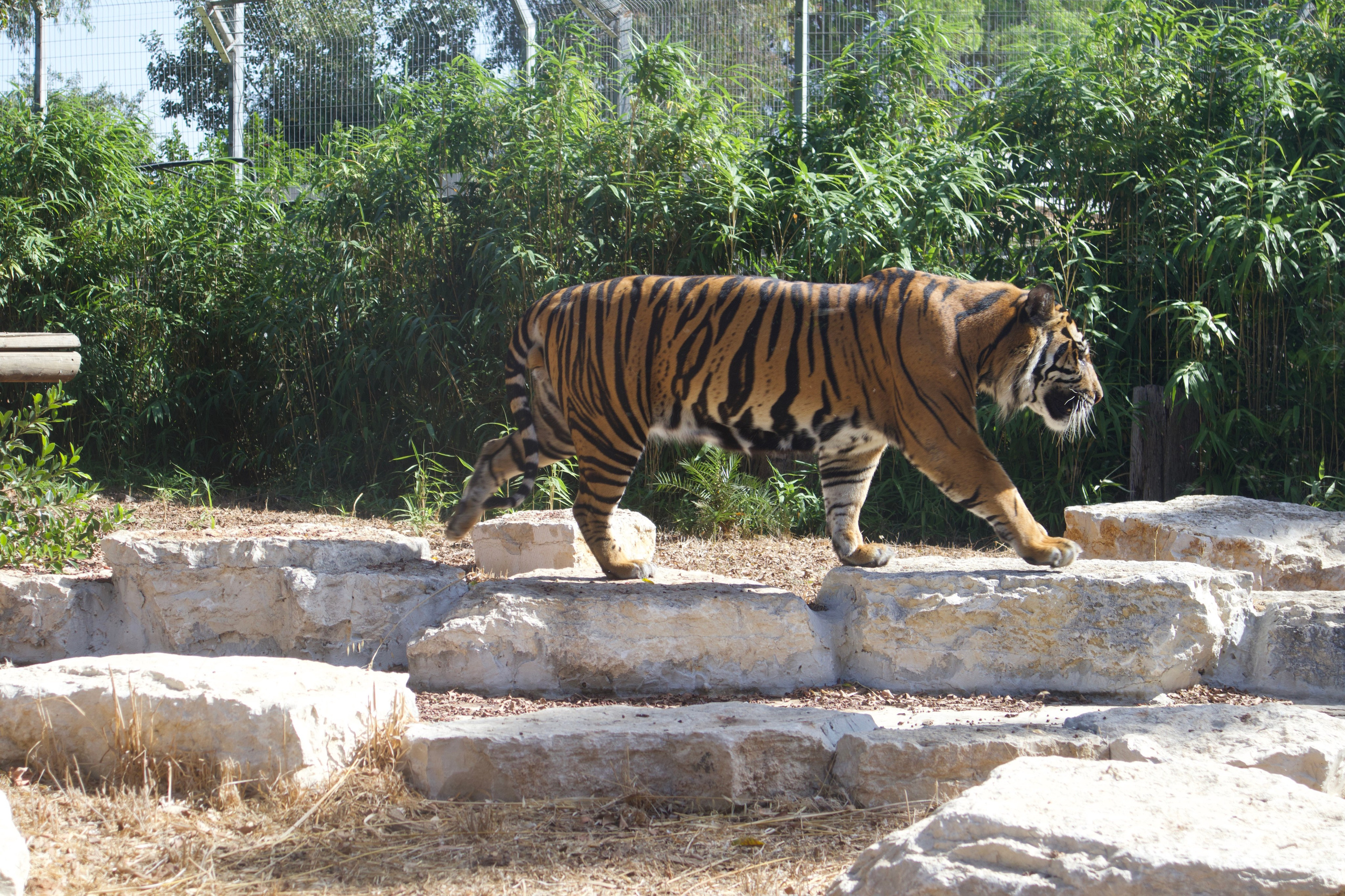 At a zoo - safari in Ramat Gan