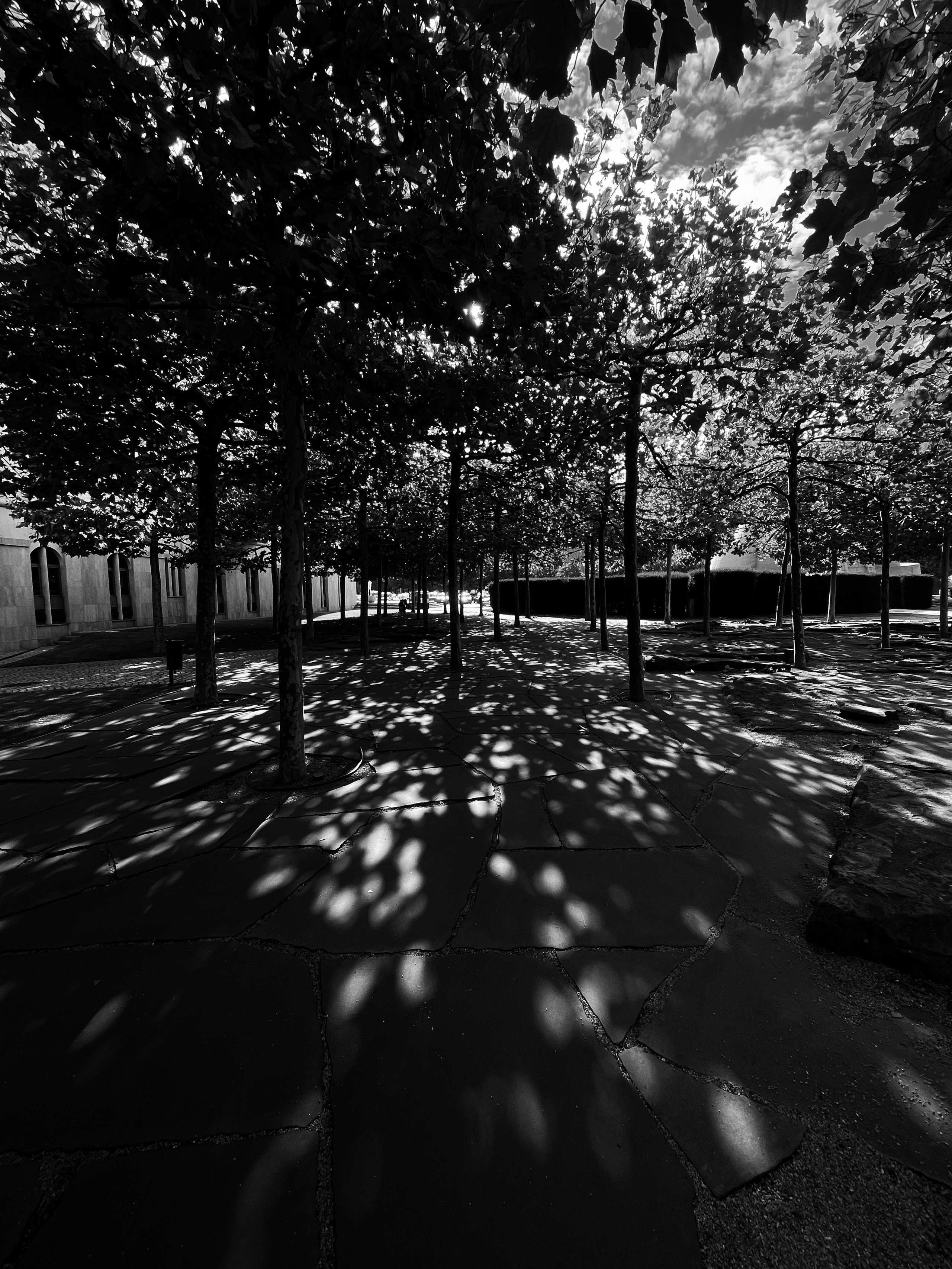 tree shadows