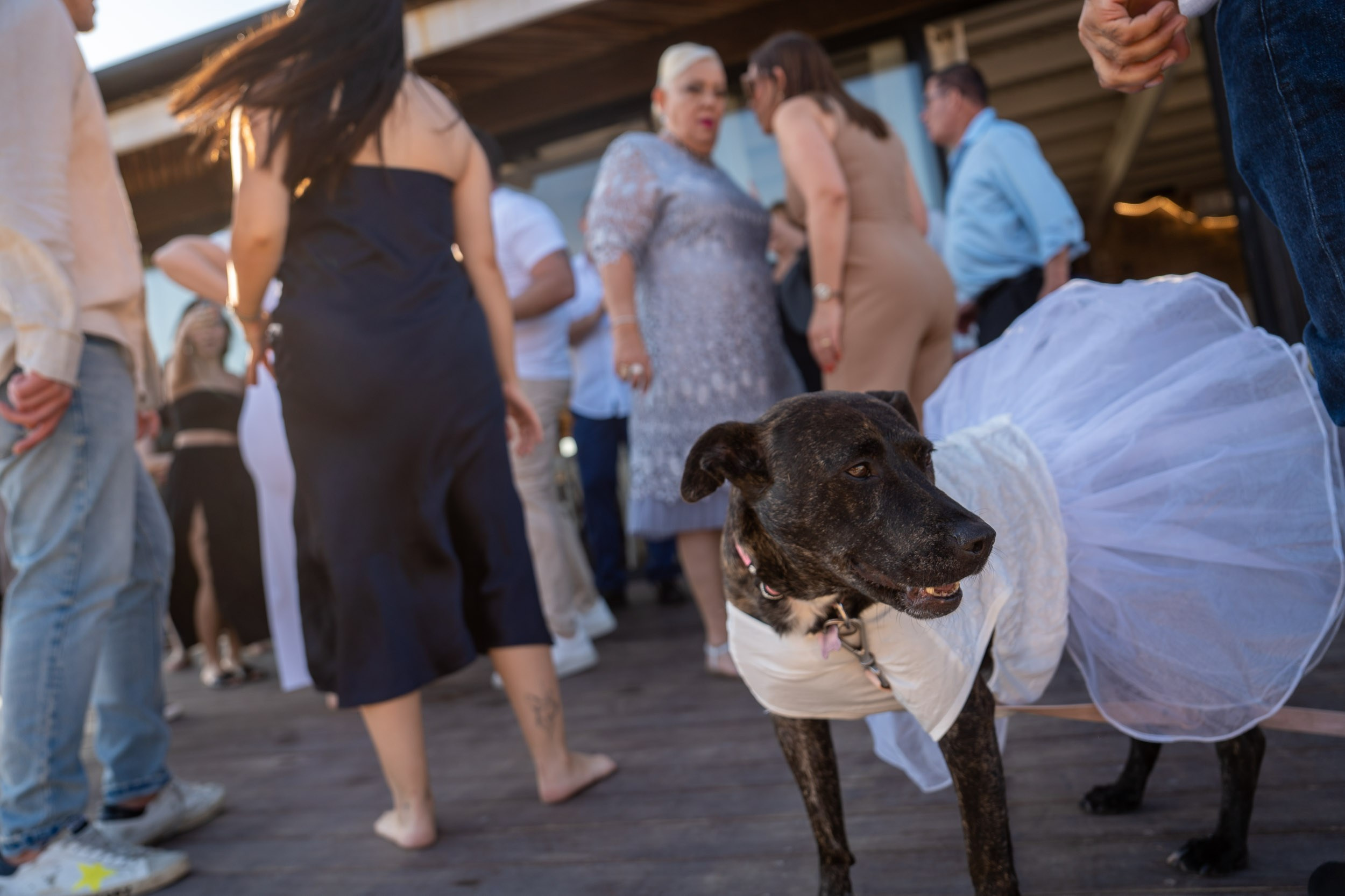 The couple’s dog joins the celebration wearing a white dress.