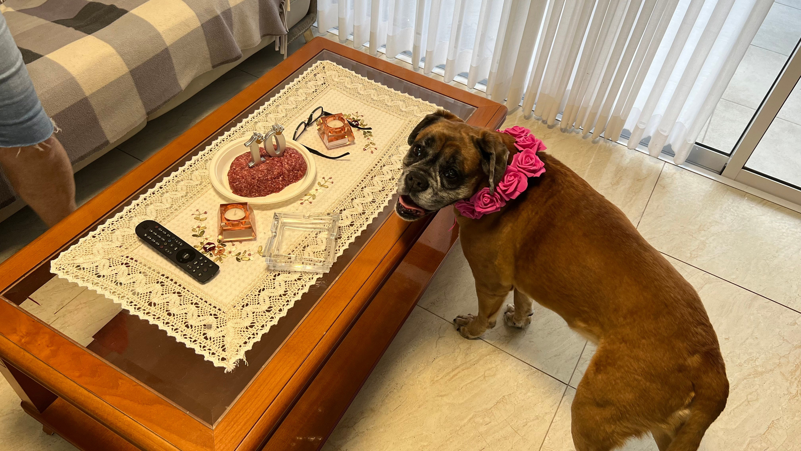 My beloved dog is celebrating 10 years