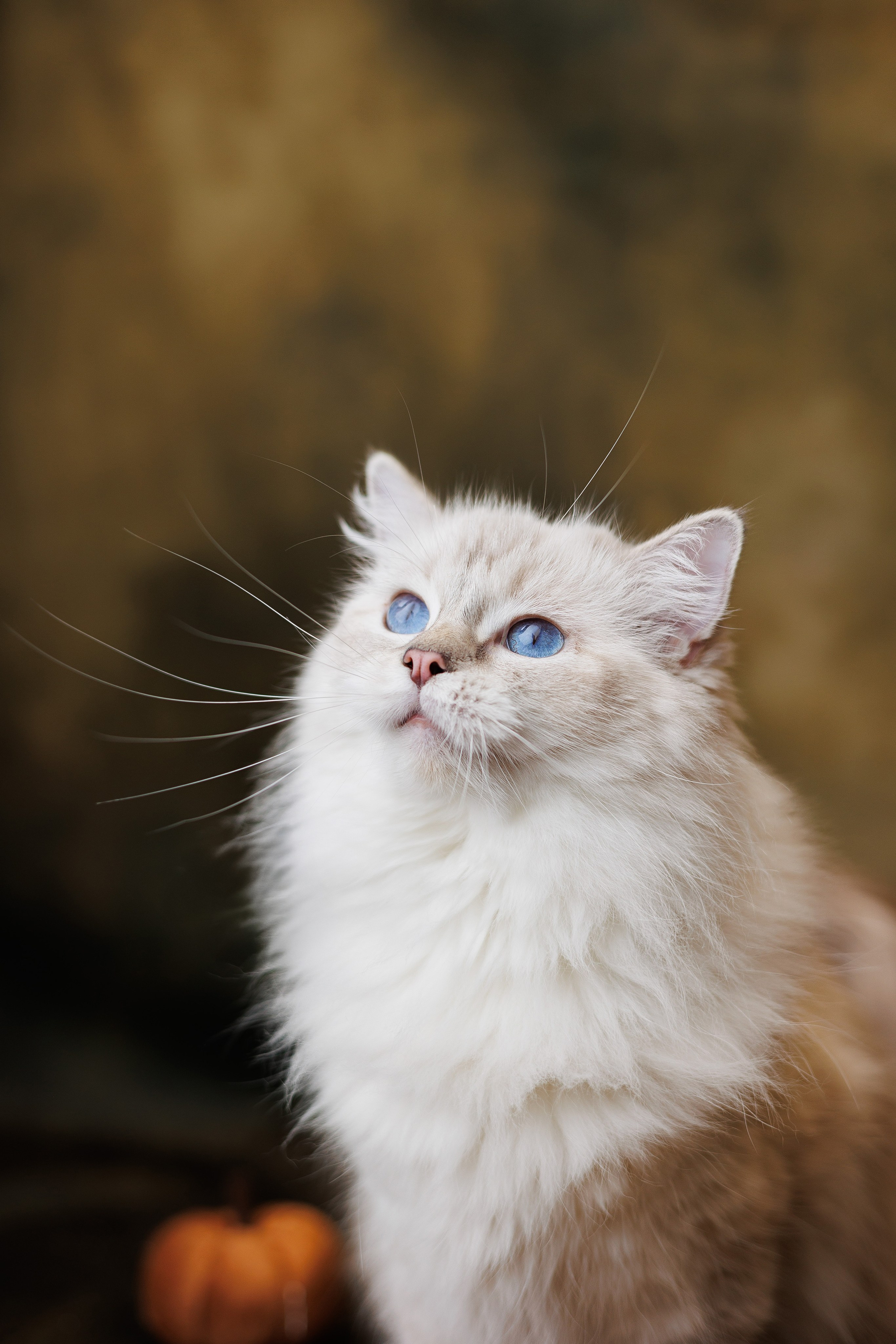 Pet photography. Photography & videography for brands. Individual shooting. Midlands, England