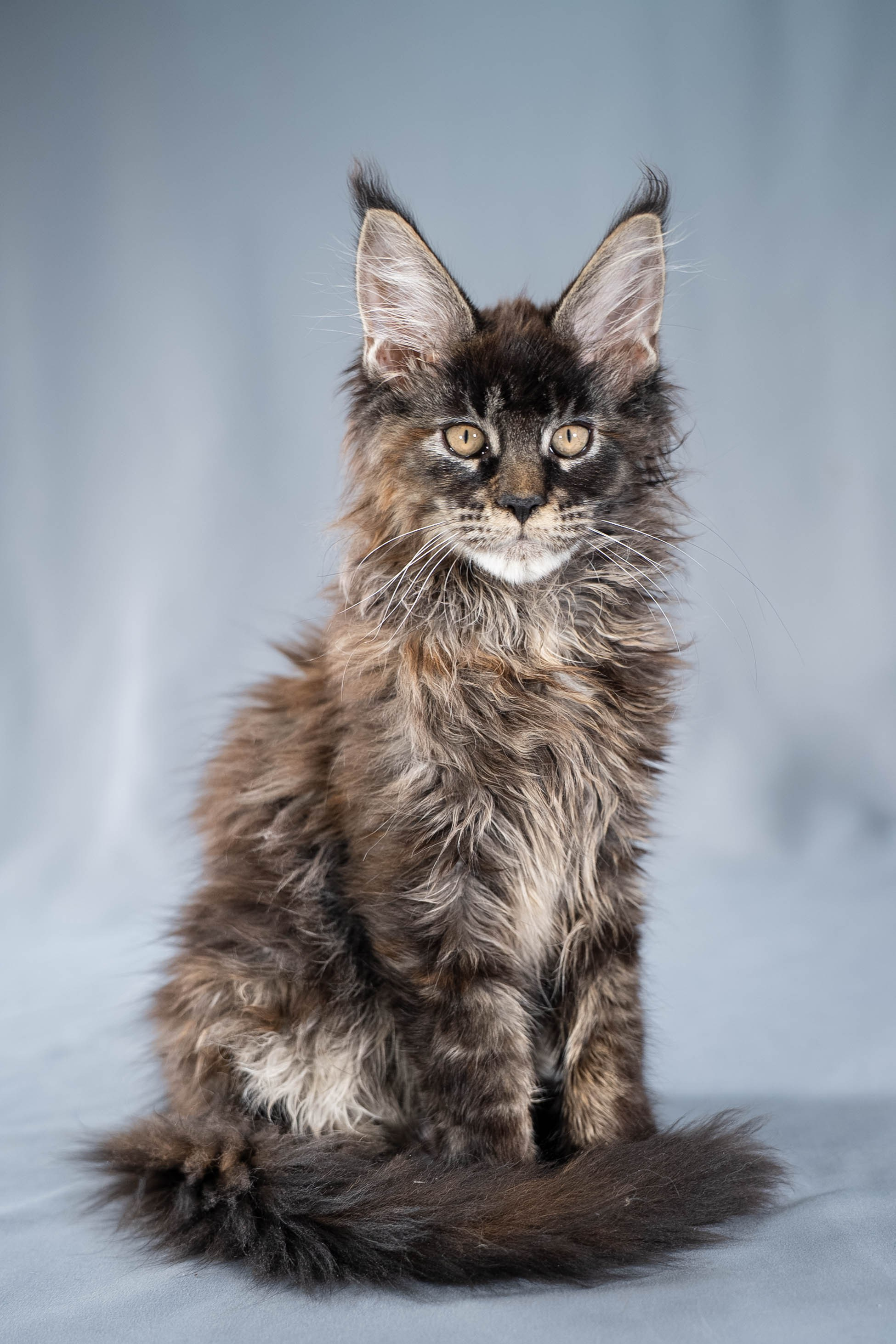 Senator Ursula. Senator Cat — Maine Coon cattery