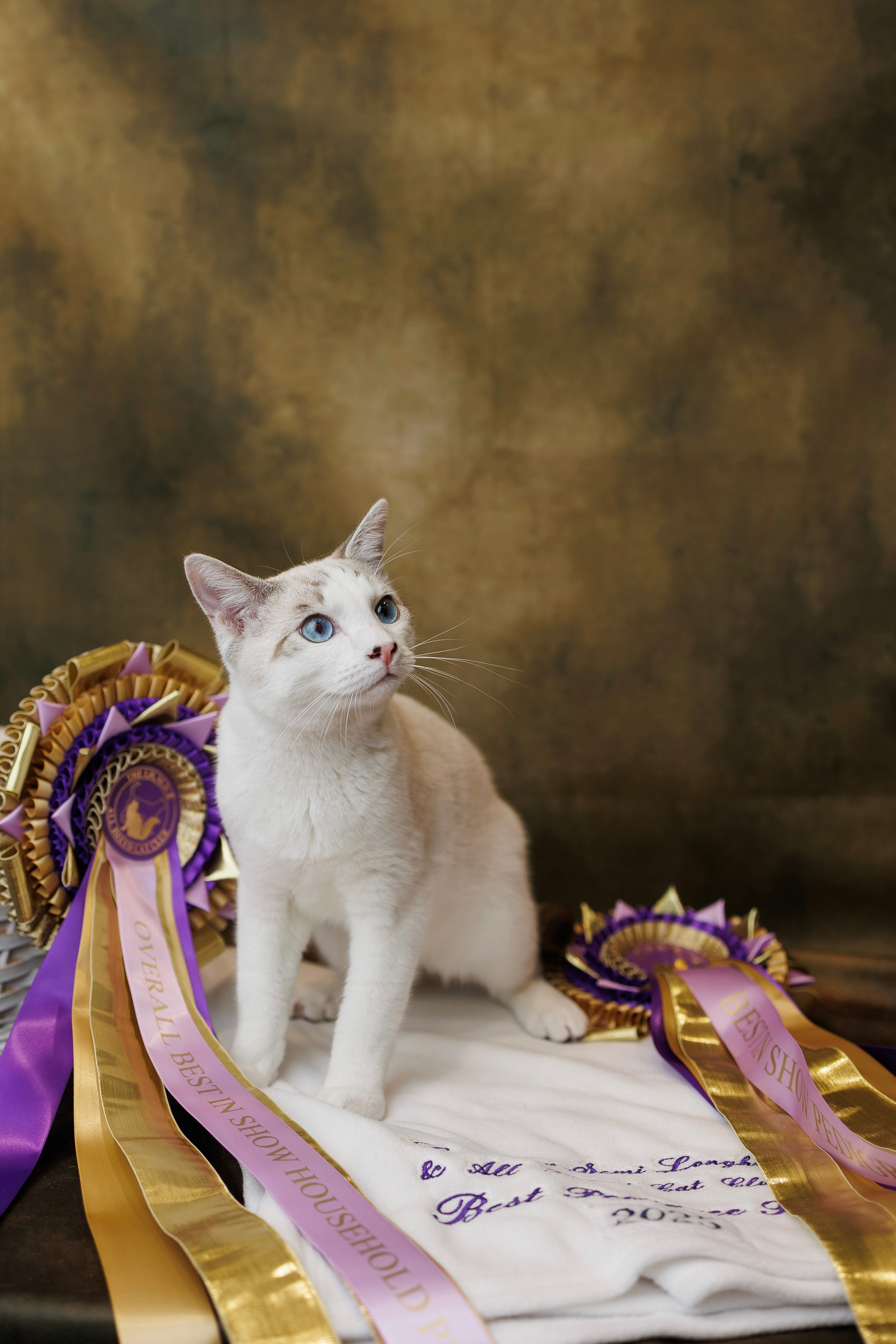 Pet photography. Photography & videography for brands. Individual shooting. Midlands, England