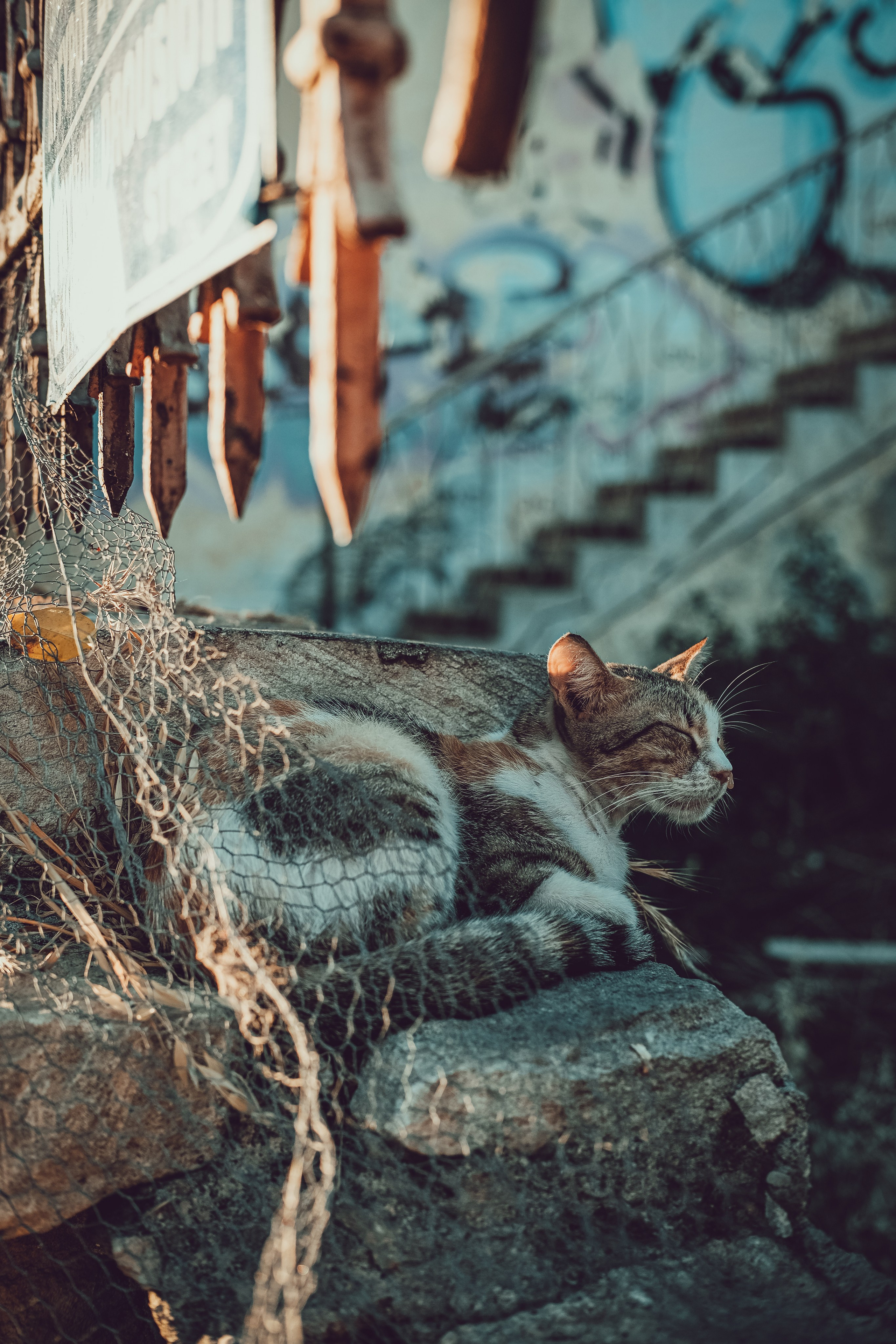 Feral Cat in Limassol