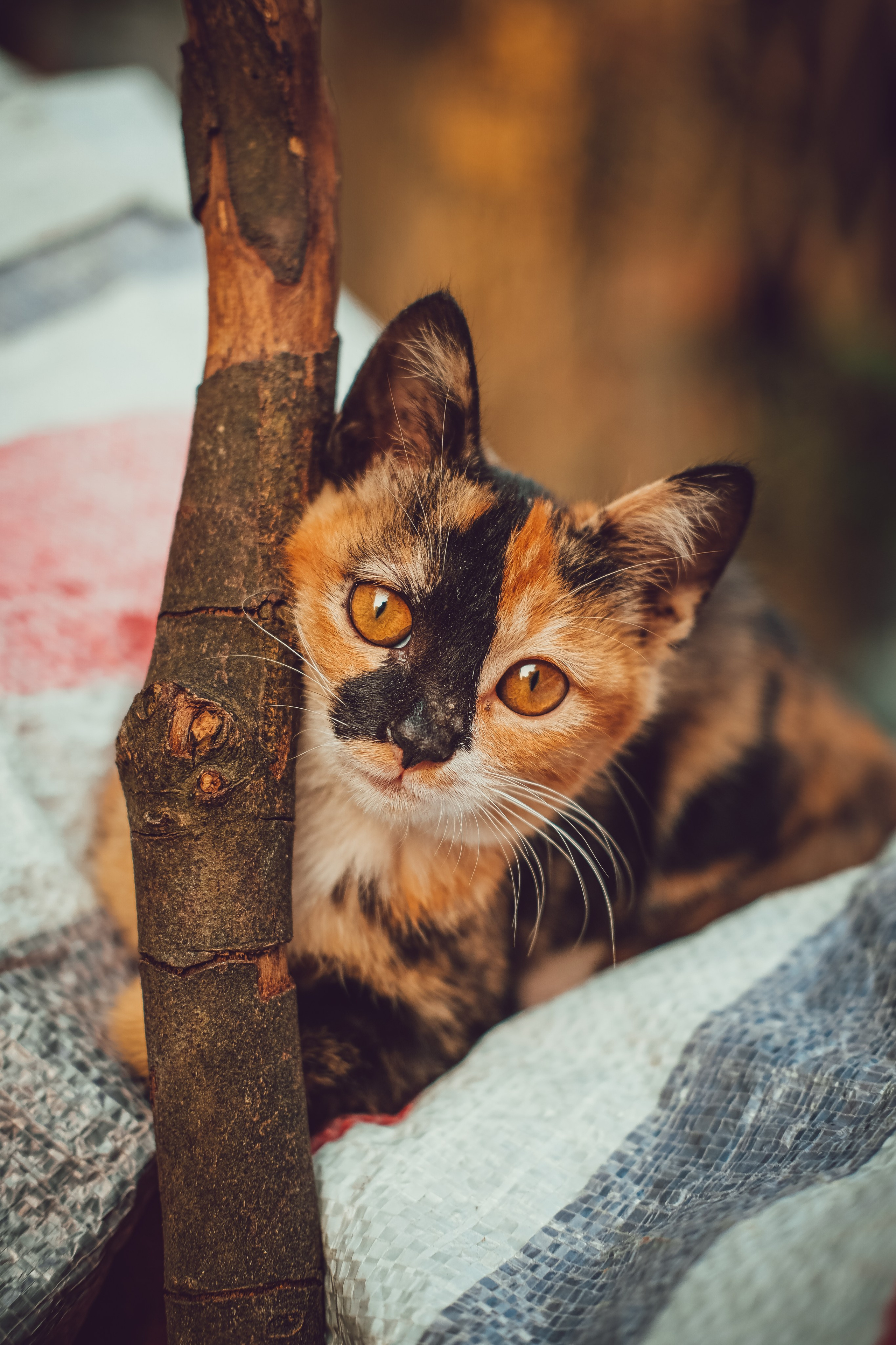 Stray Cat Dongguan China | Stray Cats Photography