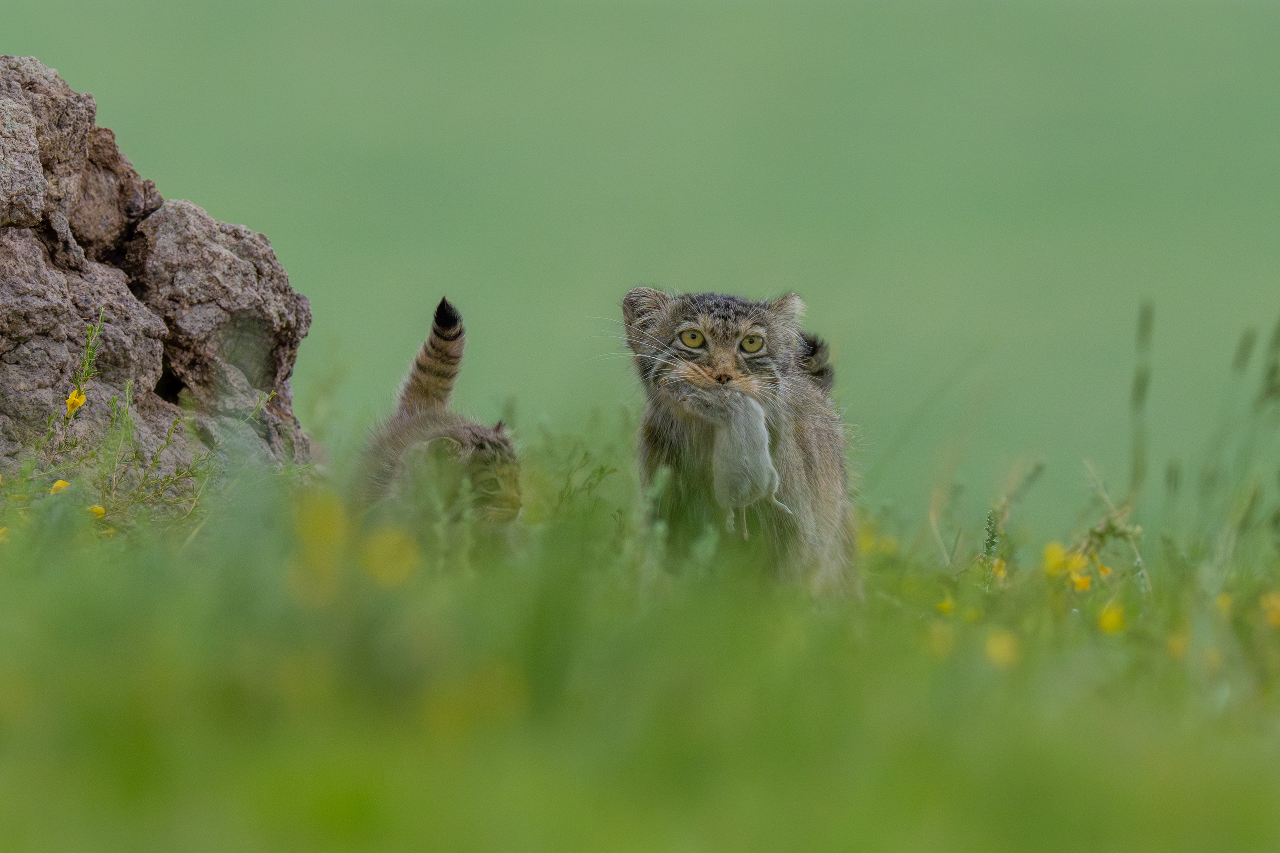 Nature photographer Yuri Soria-Galvarro