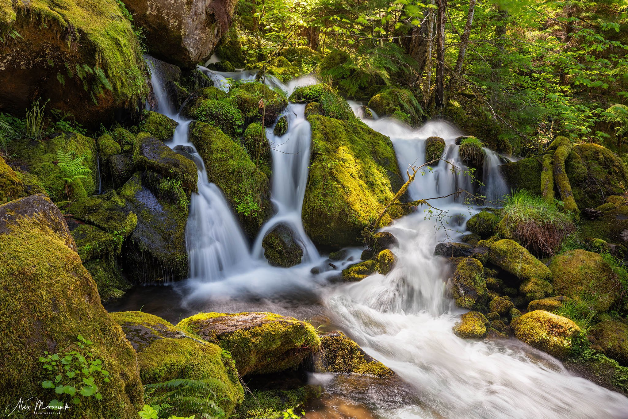 From Crater Lake to the Coast — A Photographer’s Journey. Pet, Senior, Landscape, portrait studio, photographer in Miami and Sou