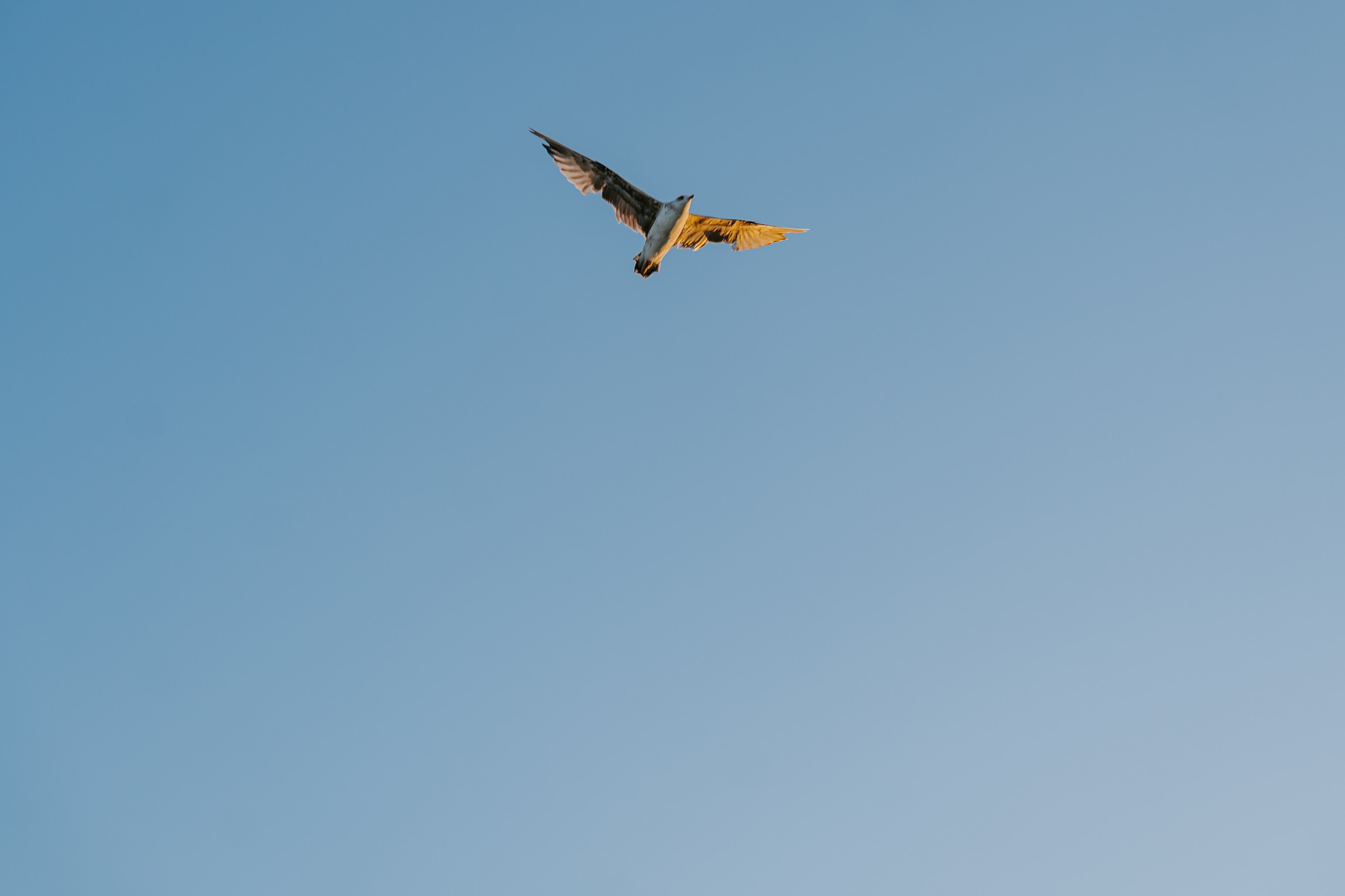 Alexandra & Felix - Love in Tyulenovo (1). Sebastian Purusniuc Fotograf - Iasi