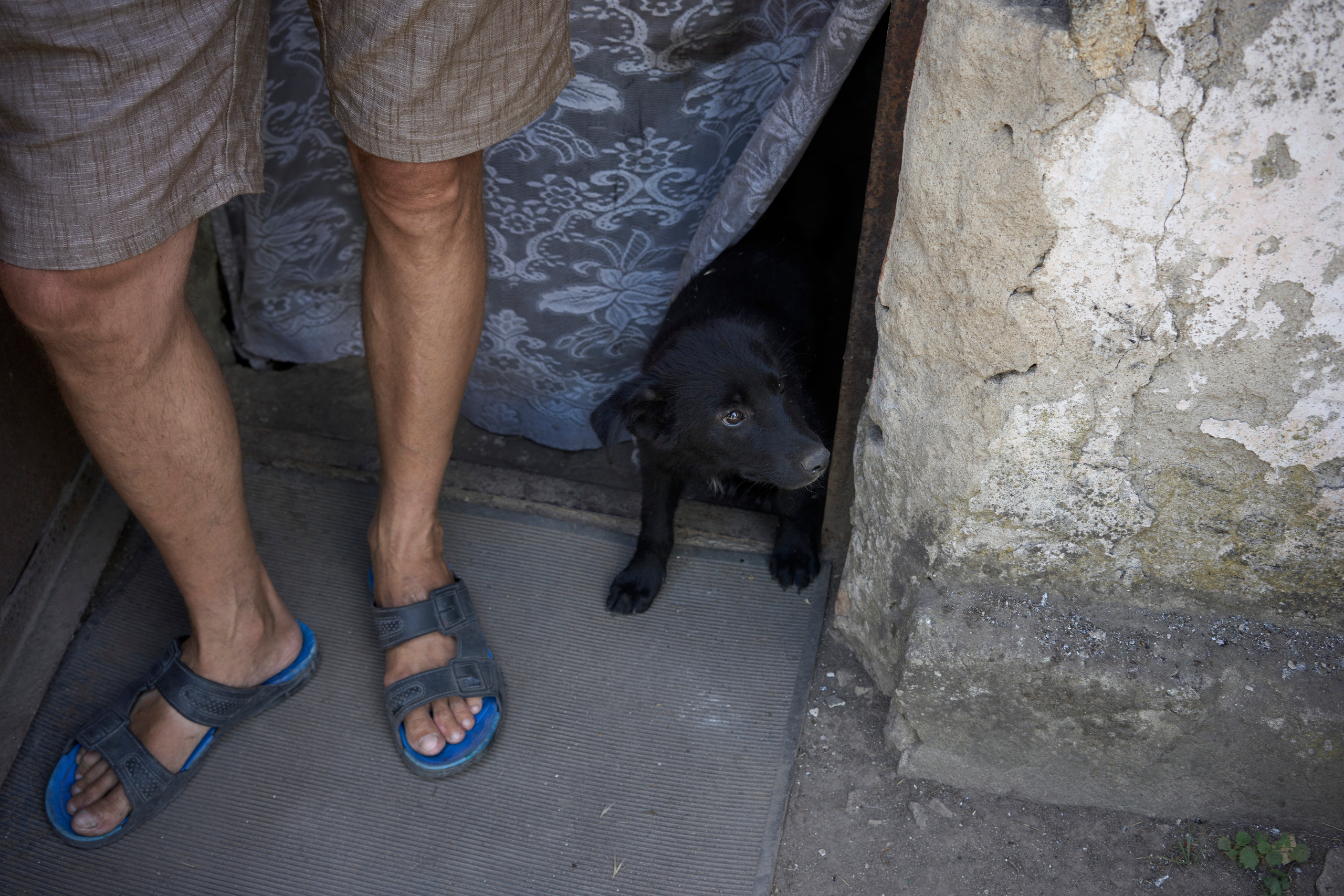A puppy looking out from the shelter in Luch.