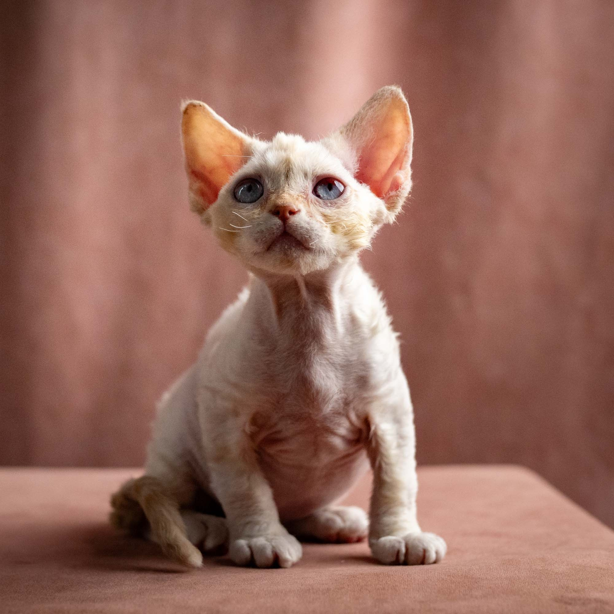 Quennie, girl, born 02.14.26. Devon Rex Pixie Cattery