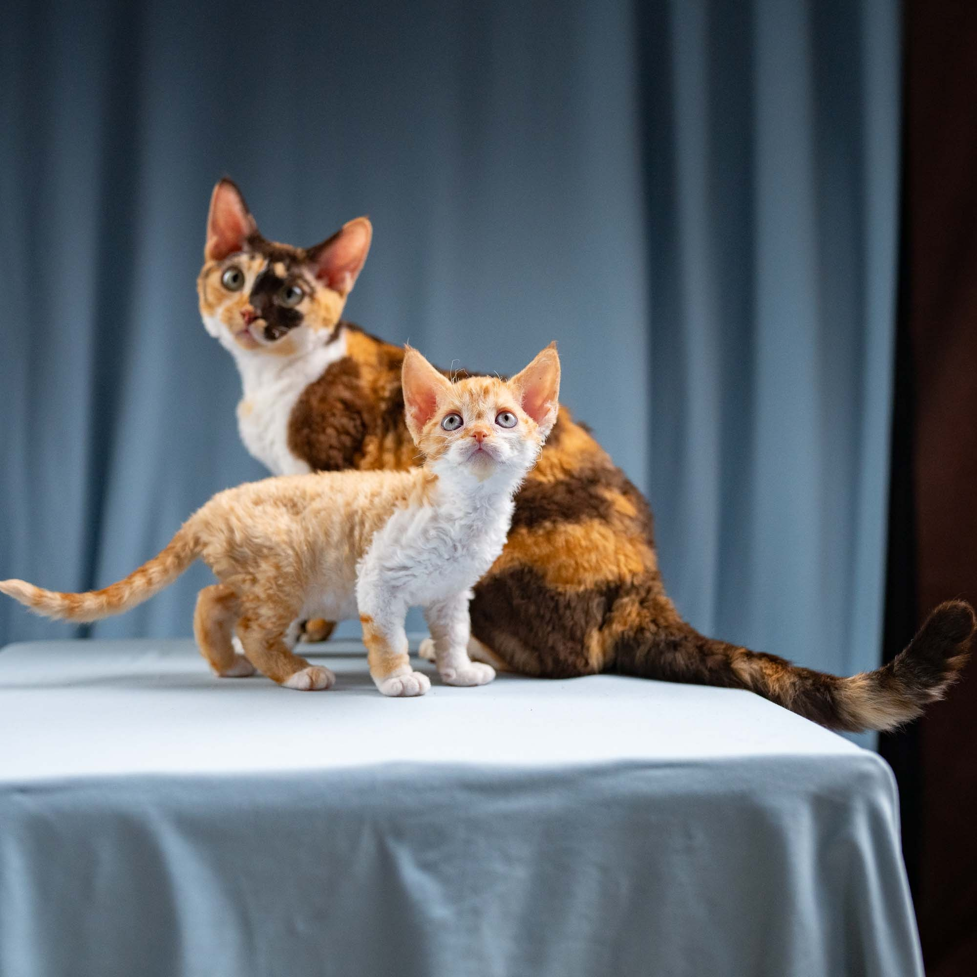 Jessie, girl, born 06.25.2025. Devon Rex Pixie Cattery