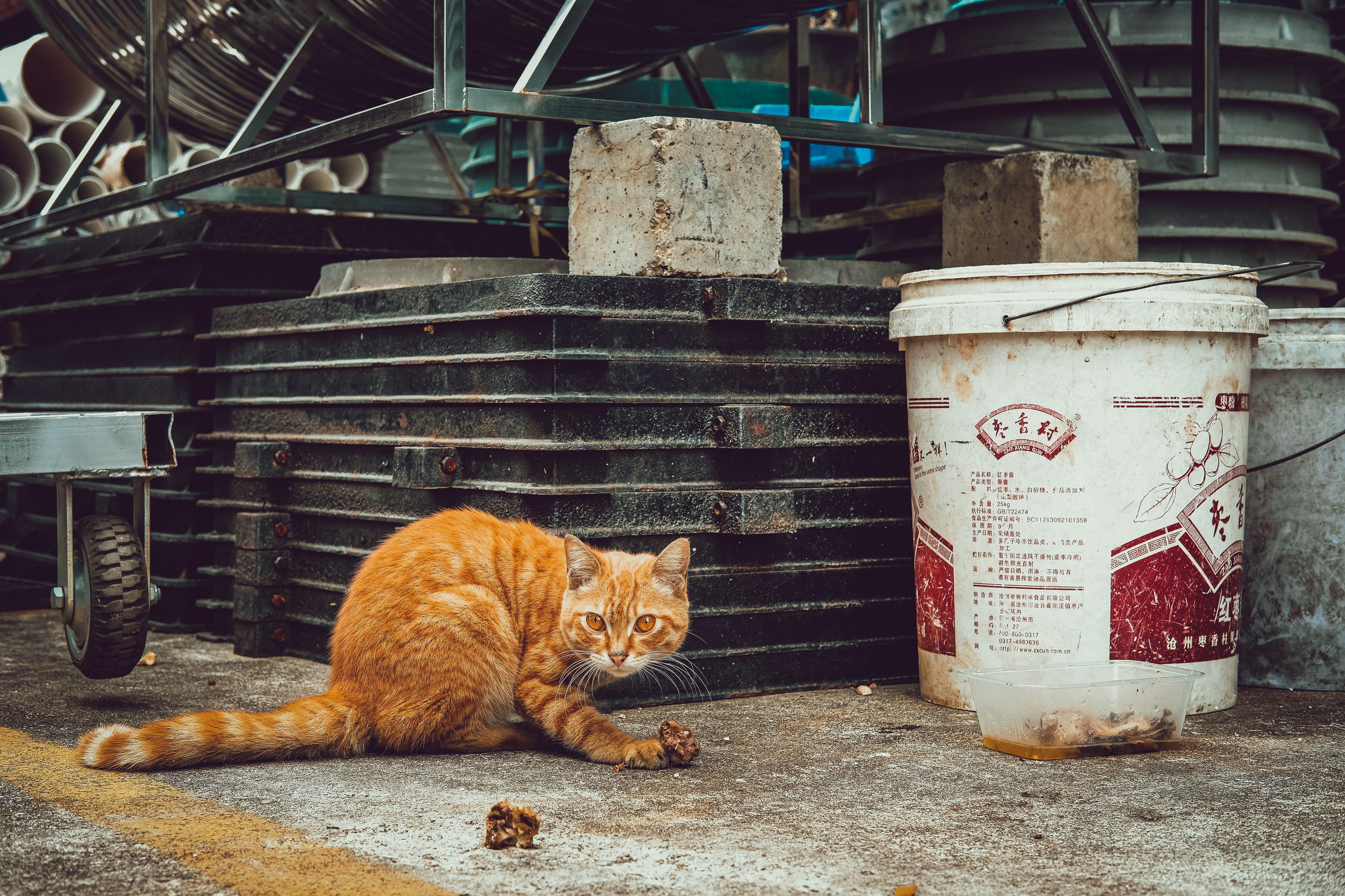 Stray Cat Dongguan China | Stray Cats Photography