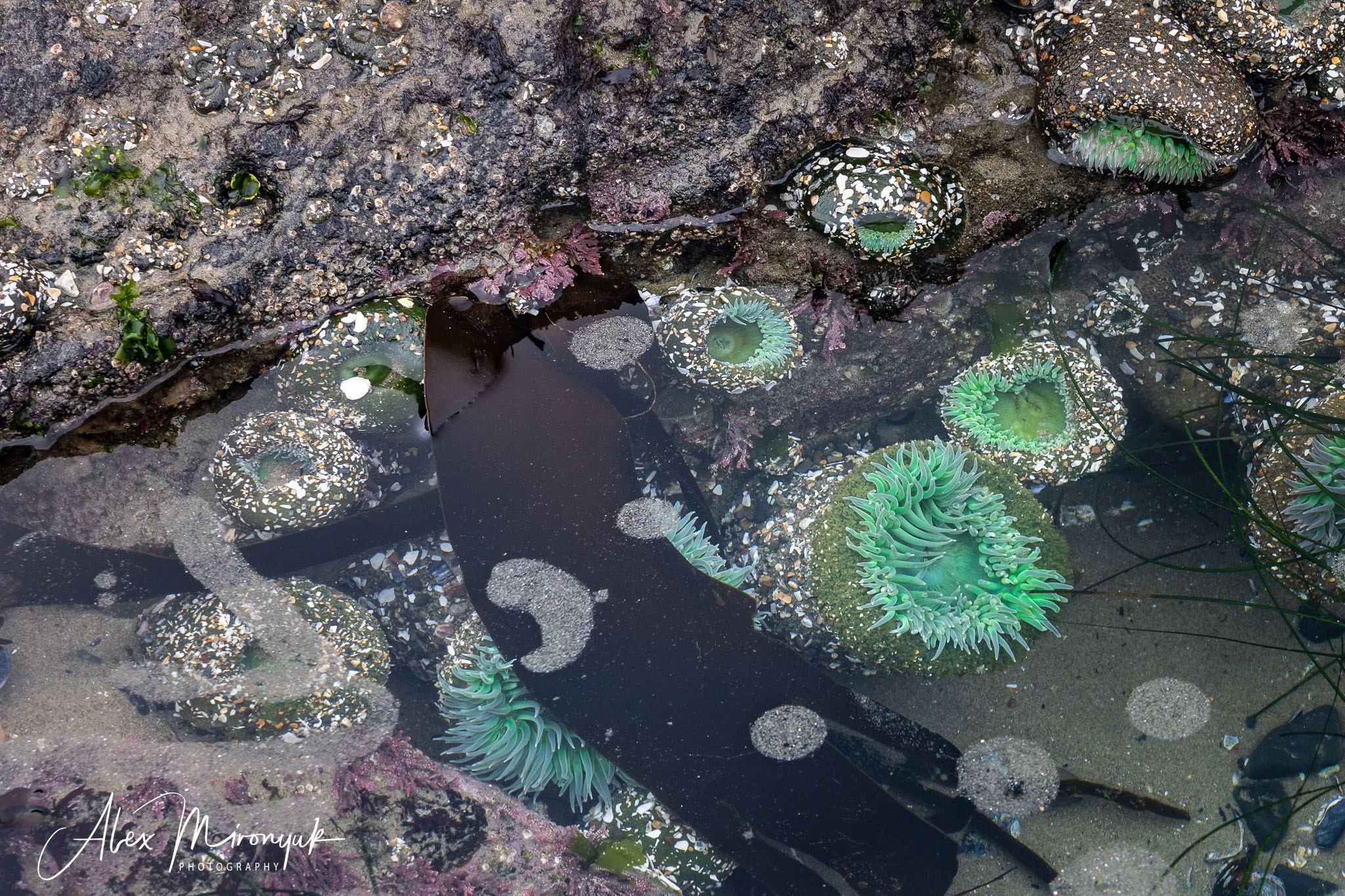 From Crater Lake to the Coast — A Photographer’s Journey. Pet, Senior, Landscape, portrait studio, photographer in Miami and Sou