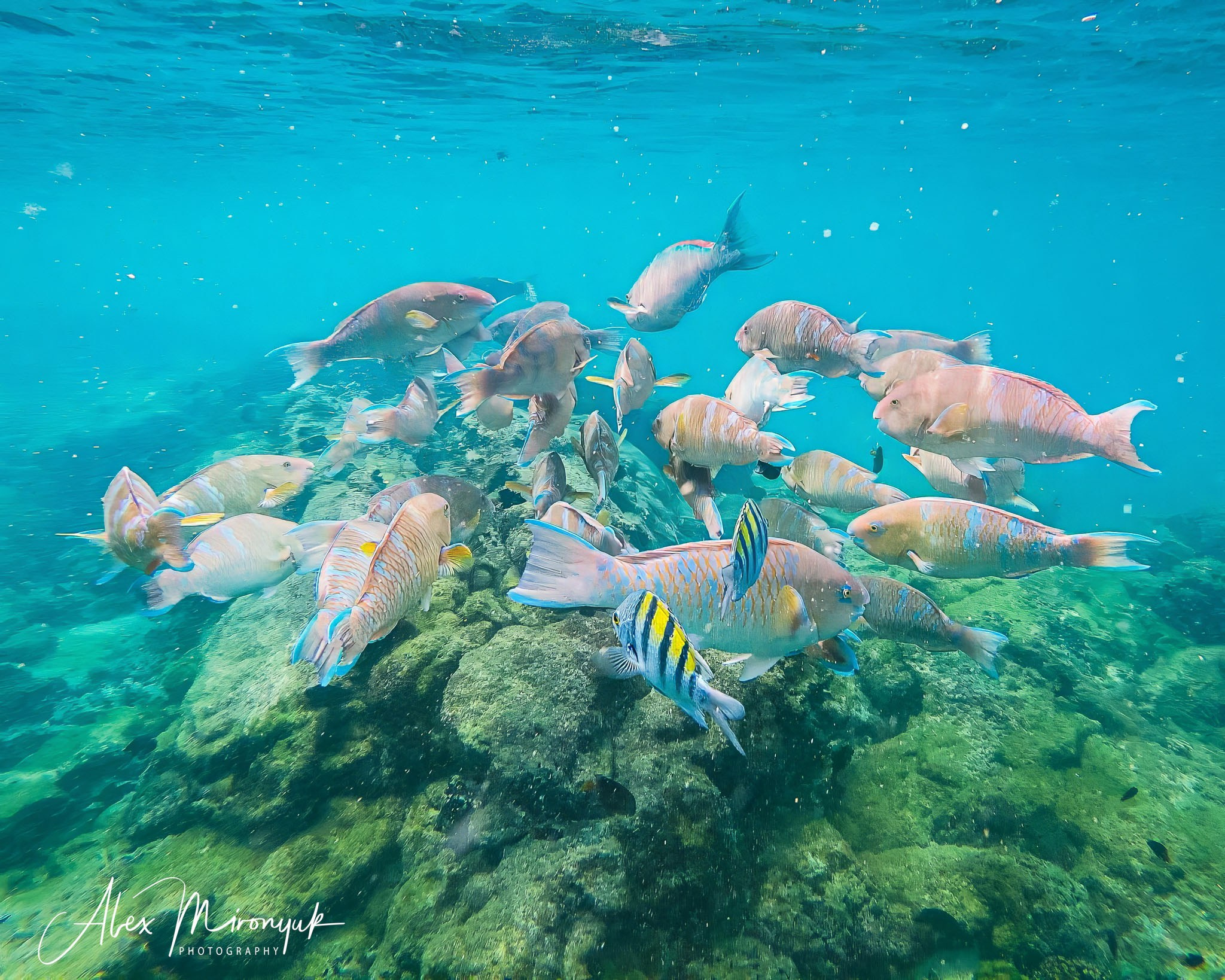 Galapagos Islands Adventure. Alex Mironyuk Photography