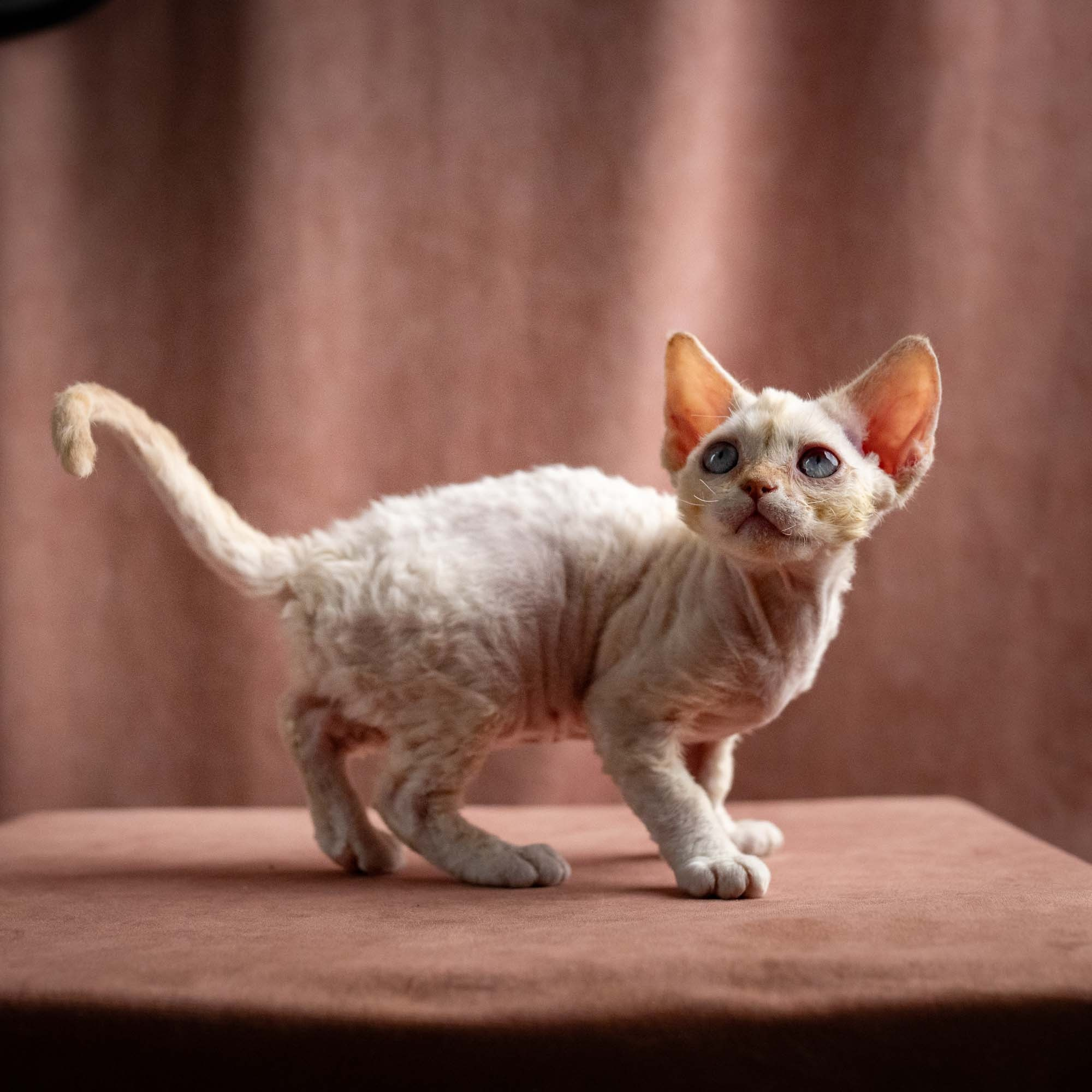 Quennie, girl, born 02.14.26. Devon Rex Pixie Cattery