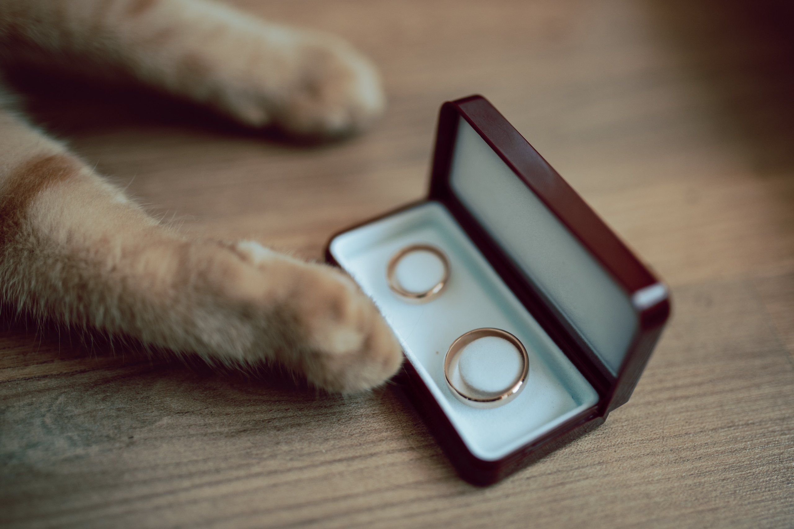 Weronika&Paweł, czyli samym kotem żyje człowiek. Karkowskafoto - fotografia miłości