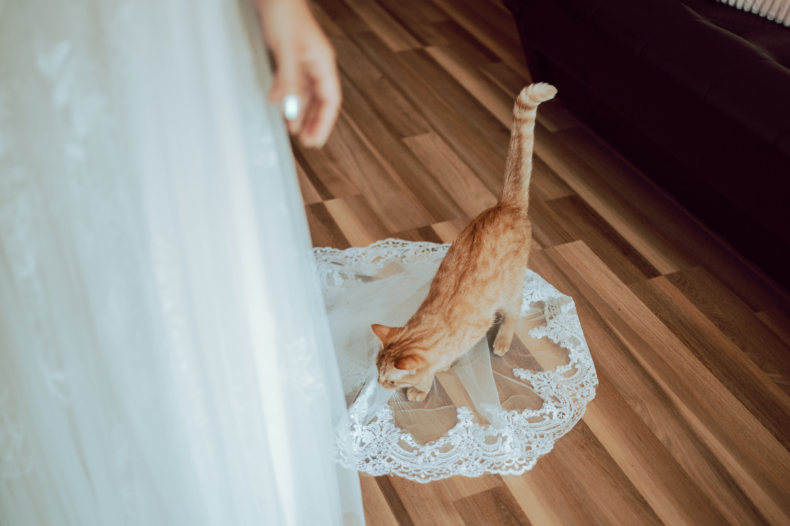 Weronika&Paweł, czyli samym kotem żyje człowiek. Karkowskafoto - fotografia miłości