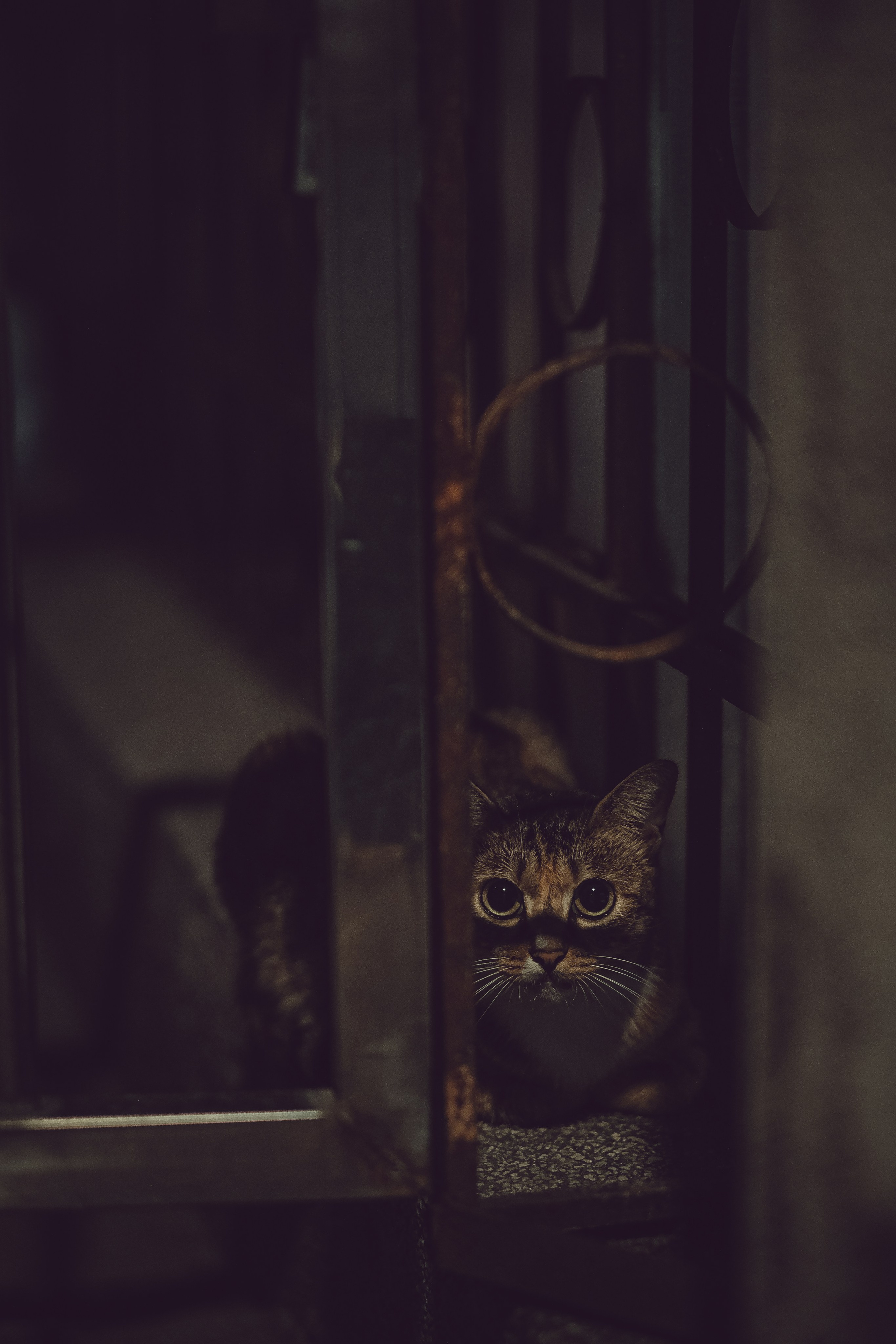 Feral Cat in Guangzhou