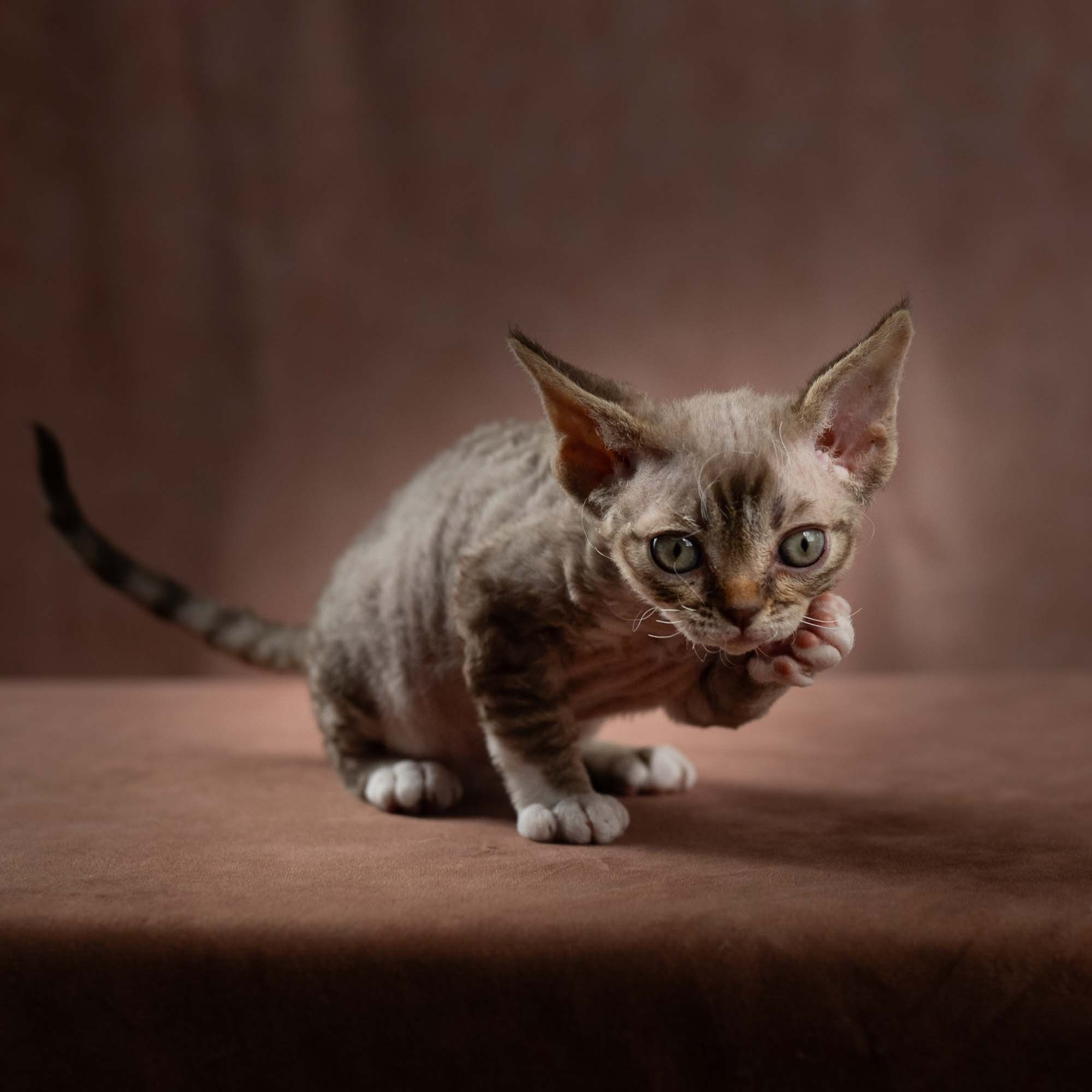 Elvis, boy, born on 06.09.24 SOLD. Devon Rex Pixie Cattery