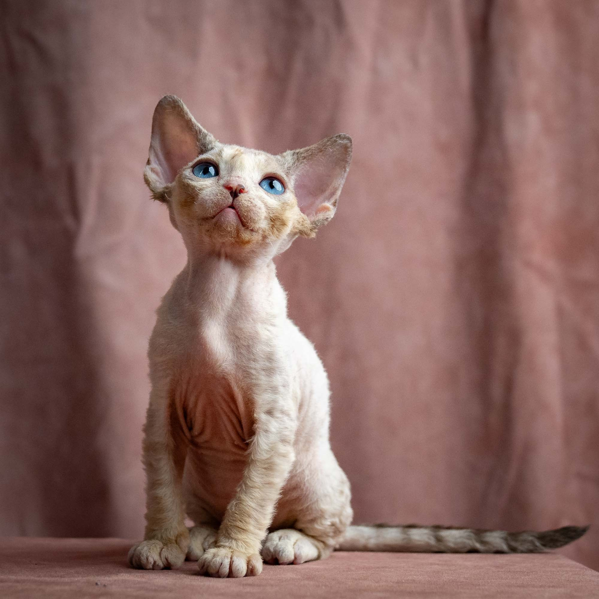 Rocco, boy, born 05.08.26. Devon Rex Pixie Cattery