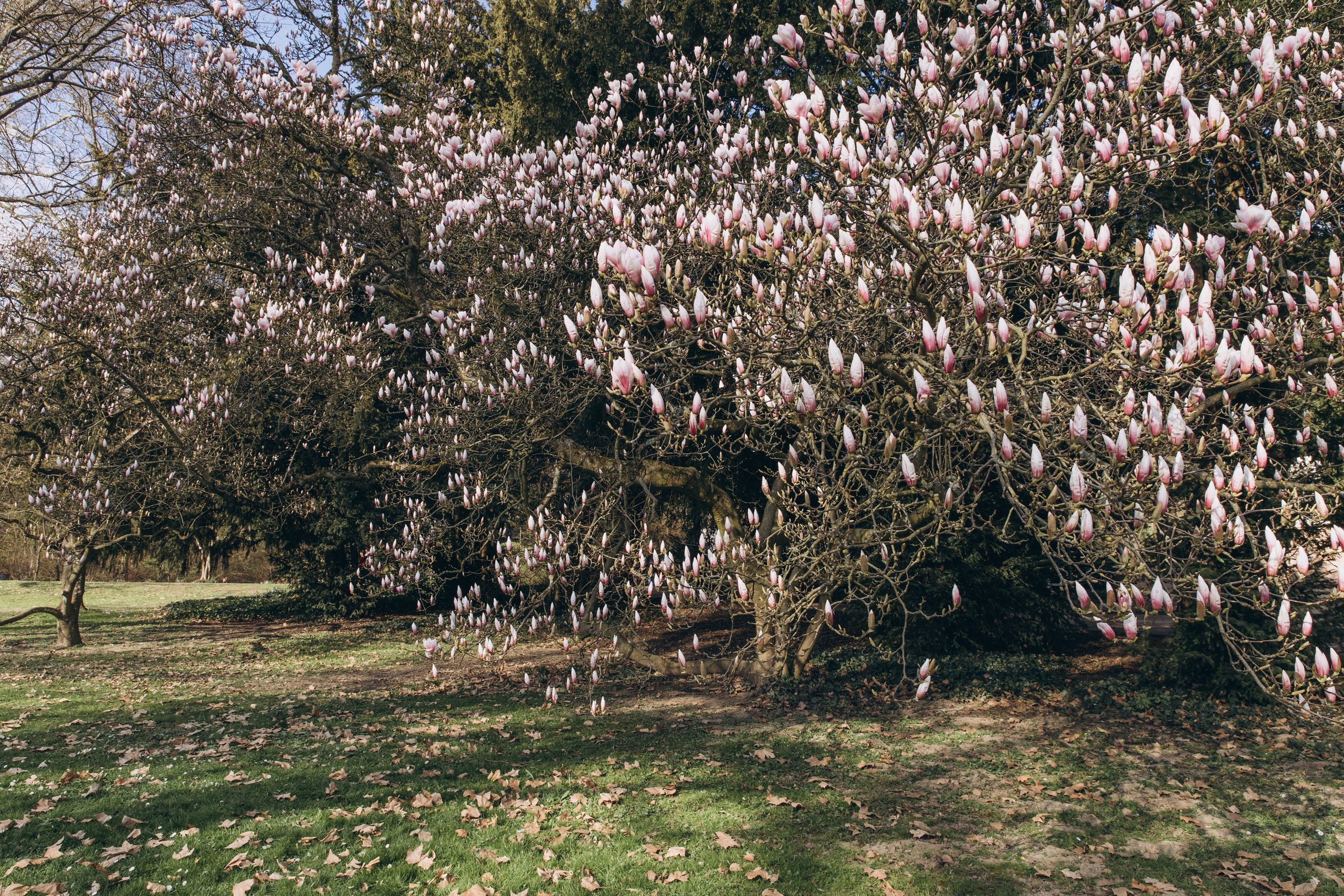 wedding photography Wiesbaden