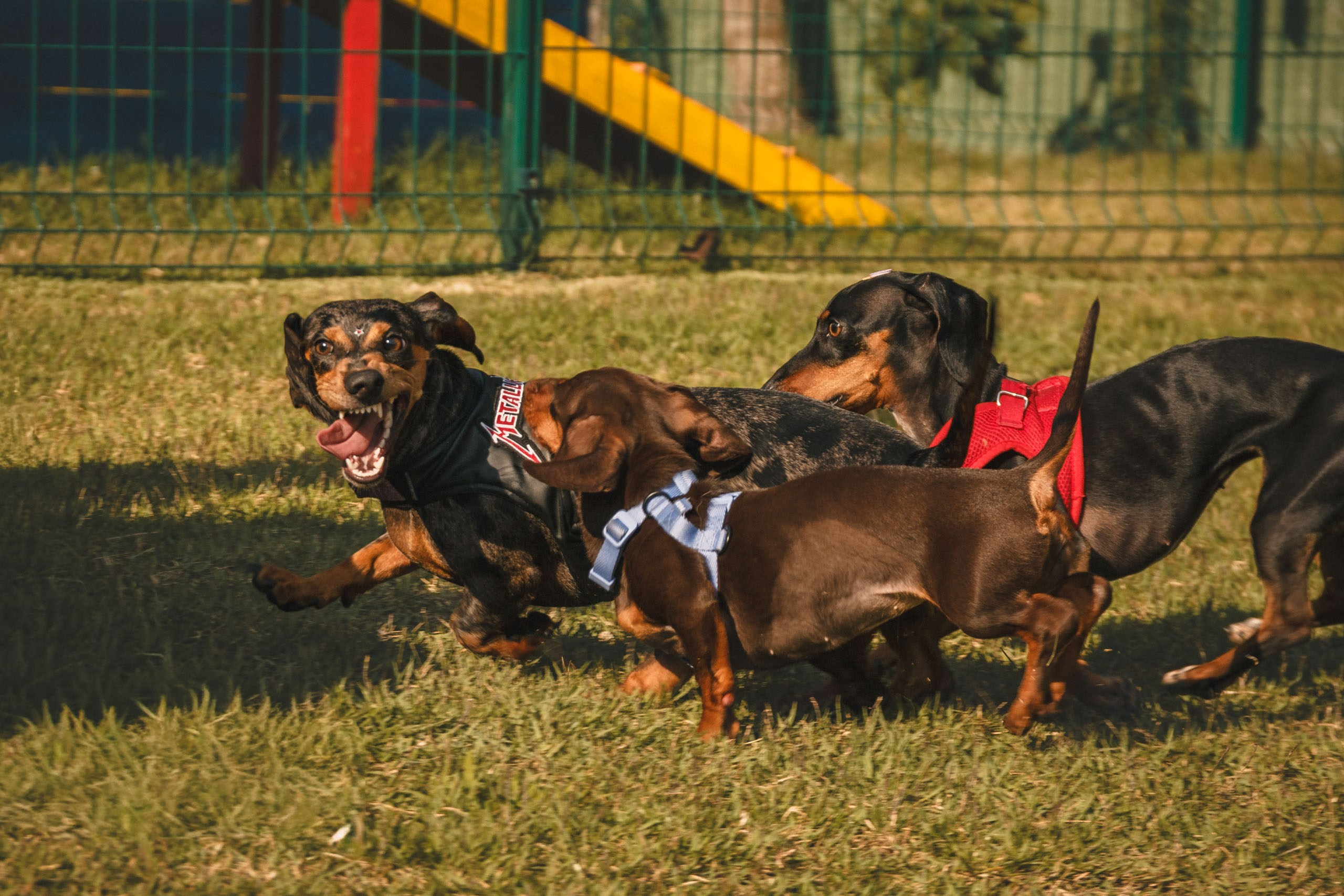 Qualidade de vida e bem-estar do Dachshund. Marcus Monteiro Fotografia
