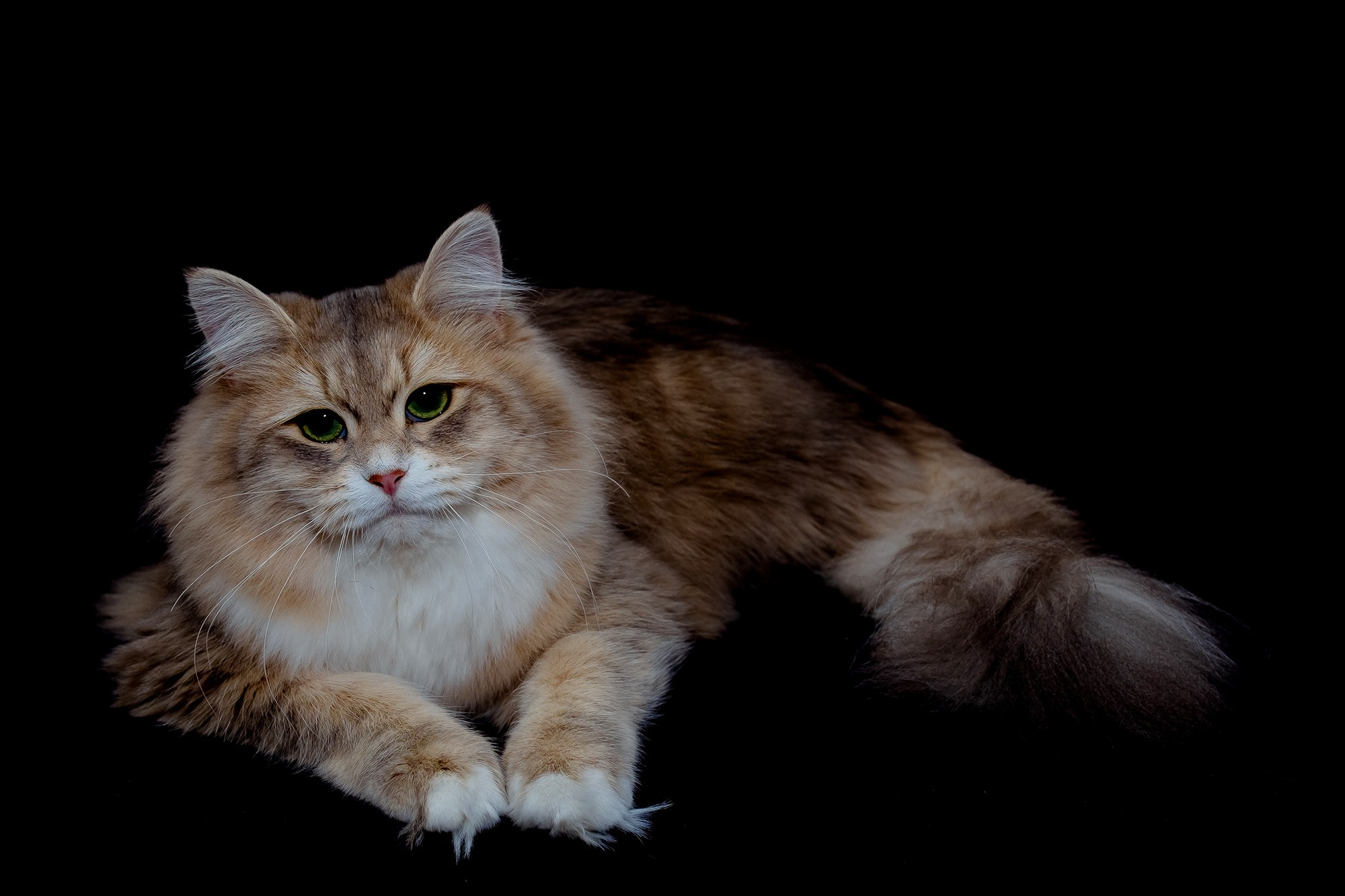 Katzen | Females. Photographer Татьяна