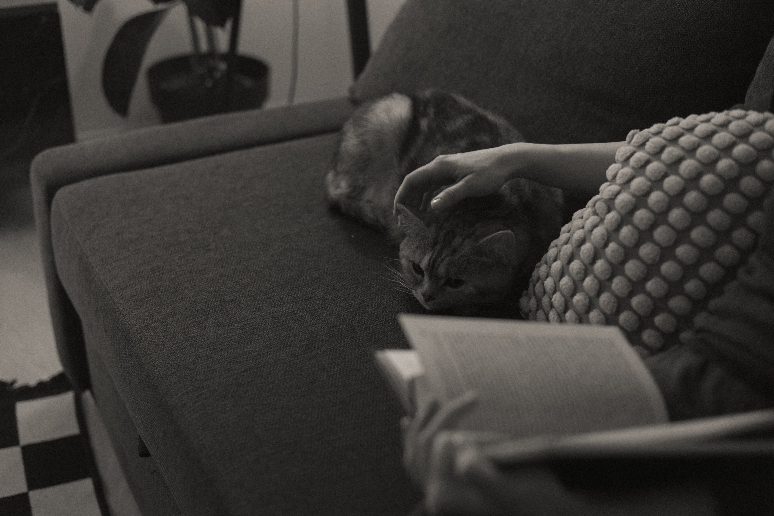 Алиса в стране чудес (съемка дома). Фотограф в Стамбуле | Zlata Zengin