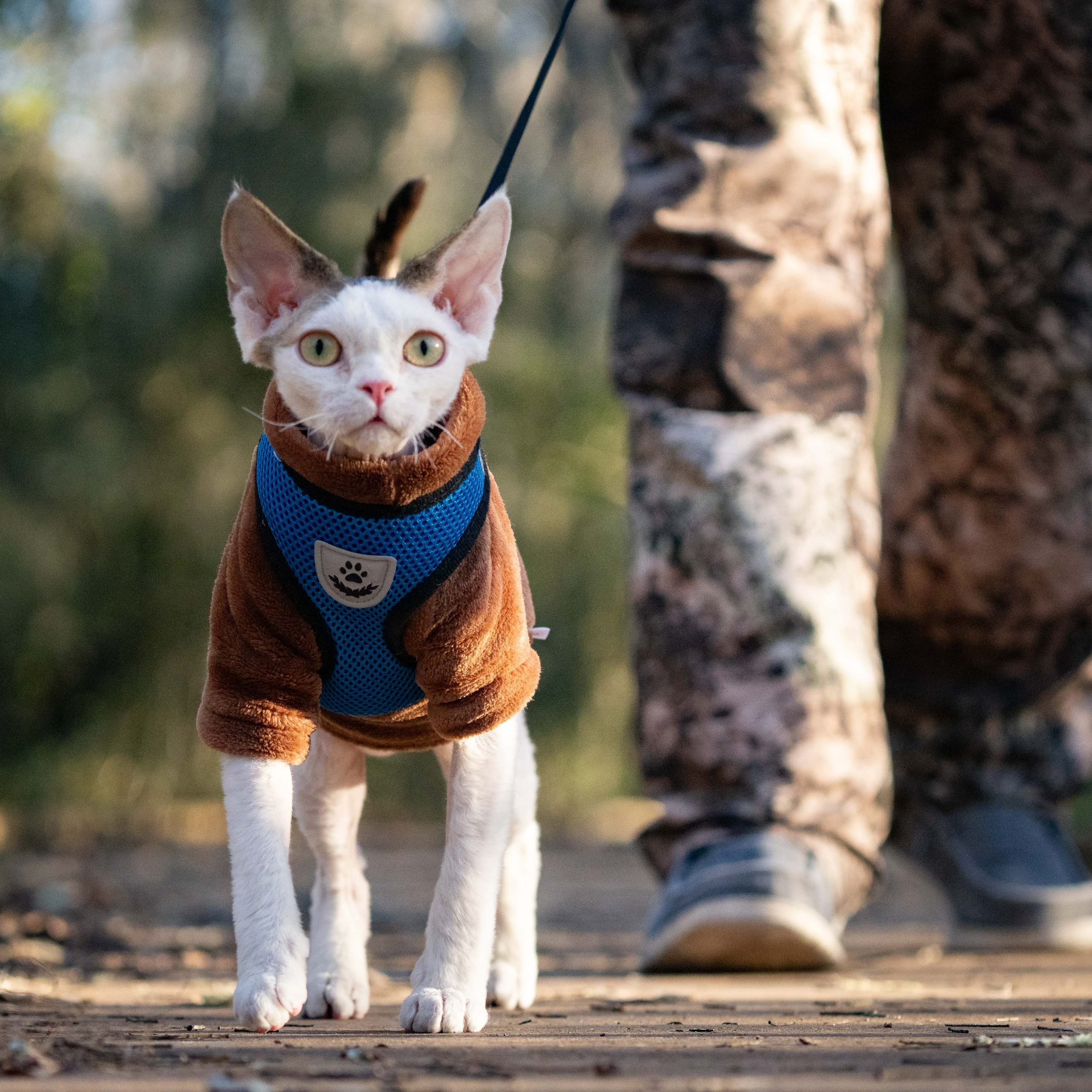 Oscar, boy, born 04.15.2025. Devon Rex Pixie Cattery