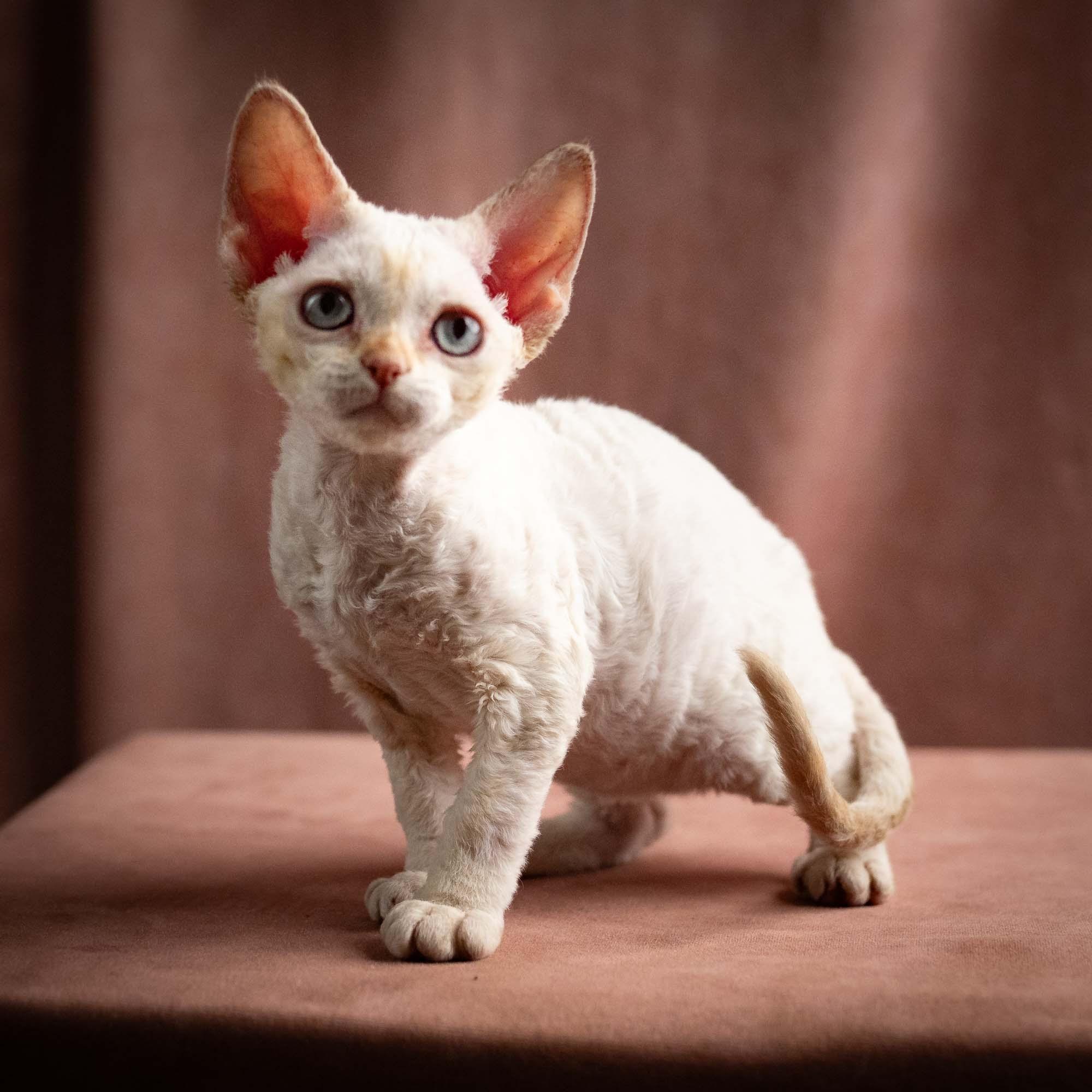 Quinn, girl, born 02.14.26. Devon Rex Pixie Cattery