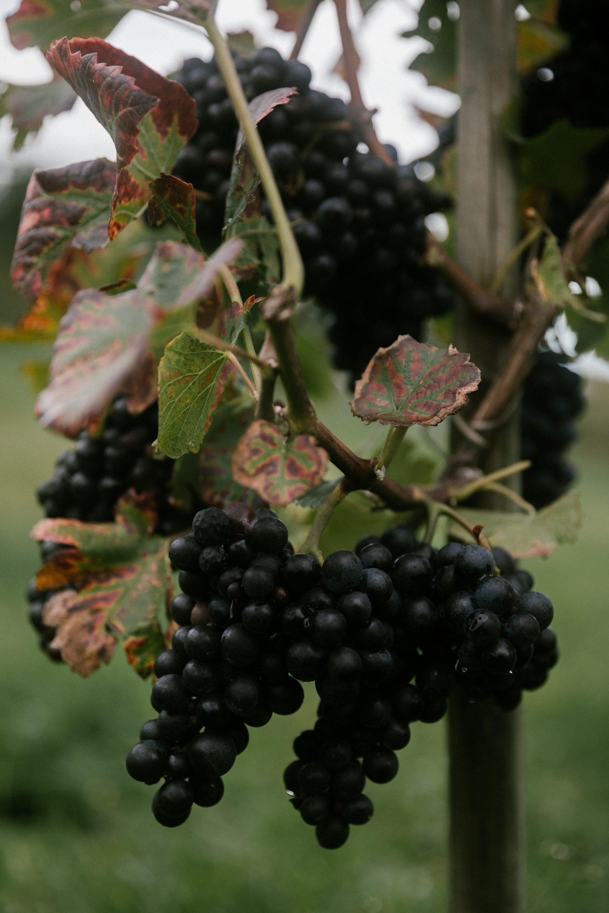 Hochzeitsfotograf Markdorf | Standesamt & Weinberge. Hochzeitsfotograf Bodensee & Allgäu | Liliana Berkut