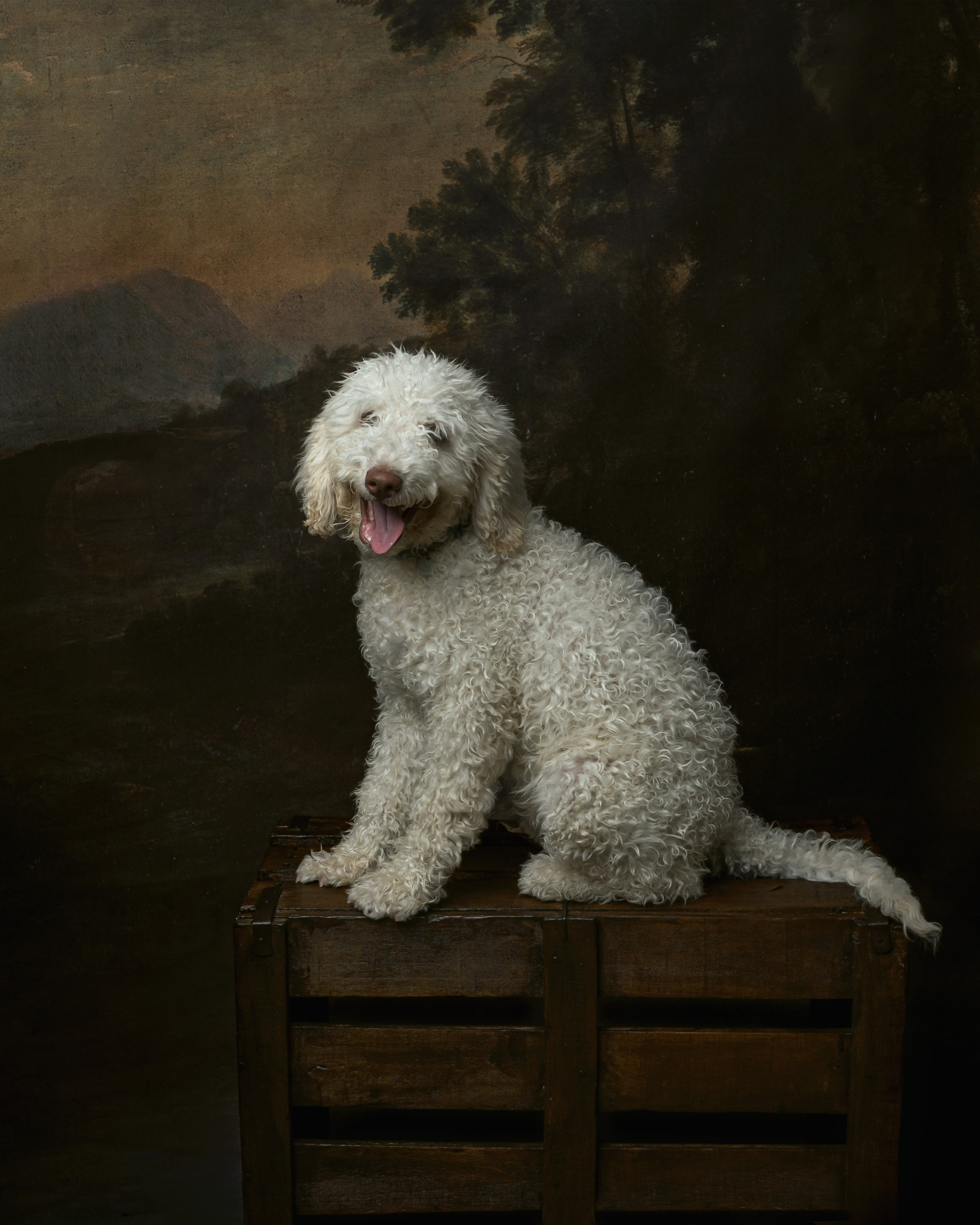 Sesiones. DIANA TRILLO_PHOTOGRAPHY