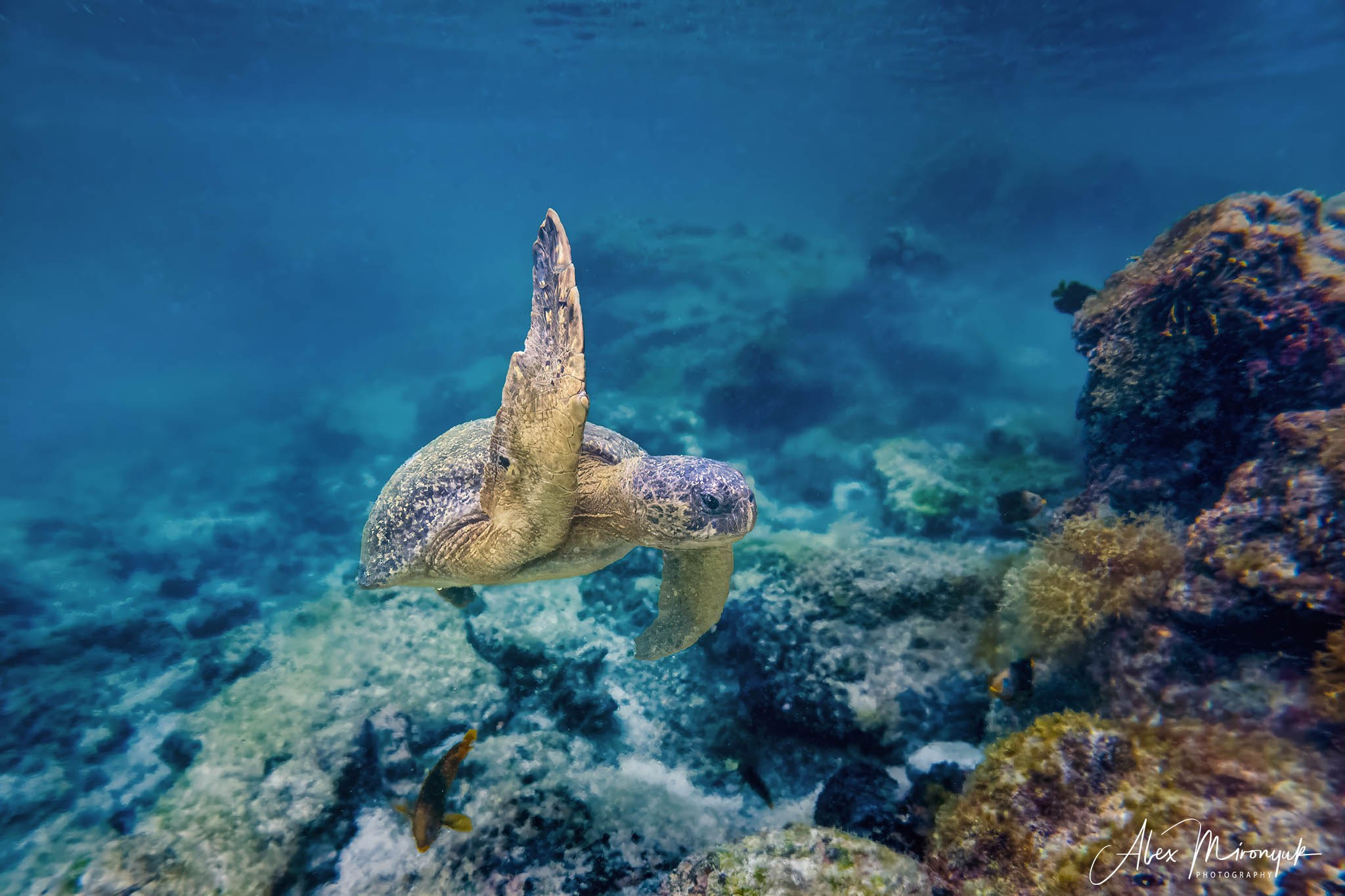 Galapagos Islands Adventure. Alex Mironyuk Photography