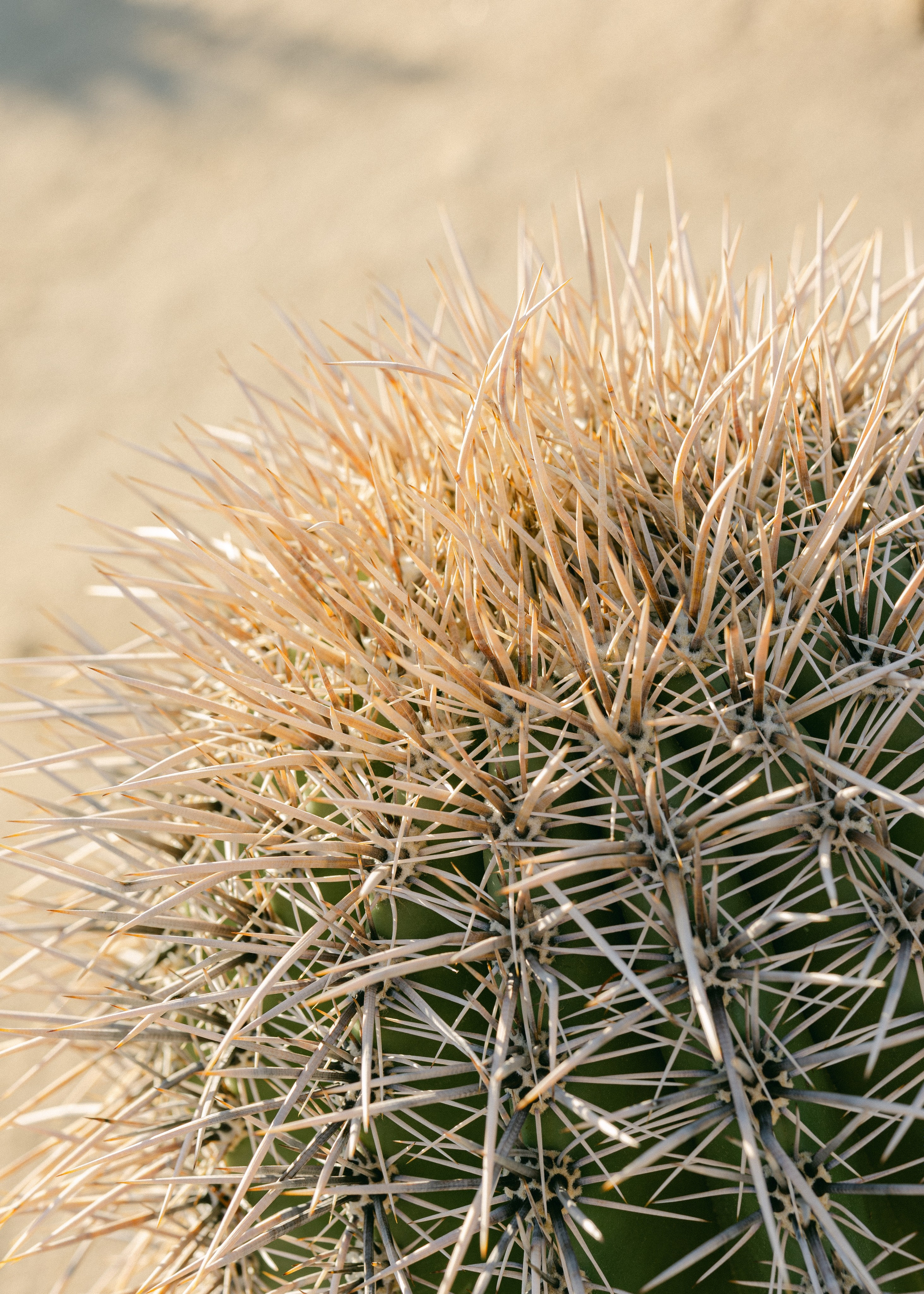 Фотосессия в г. Барановичи. Anastasia Post: Wedding and Editorial Photography