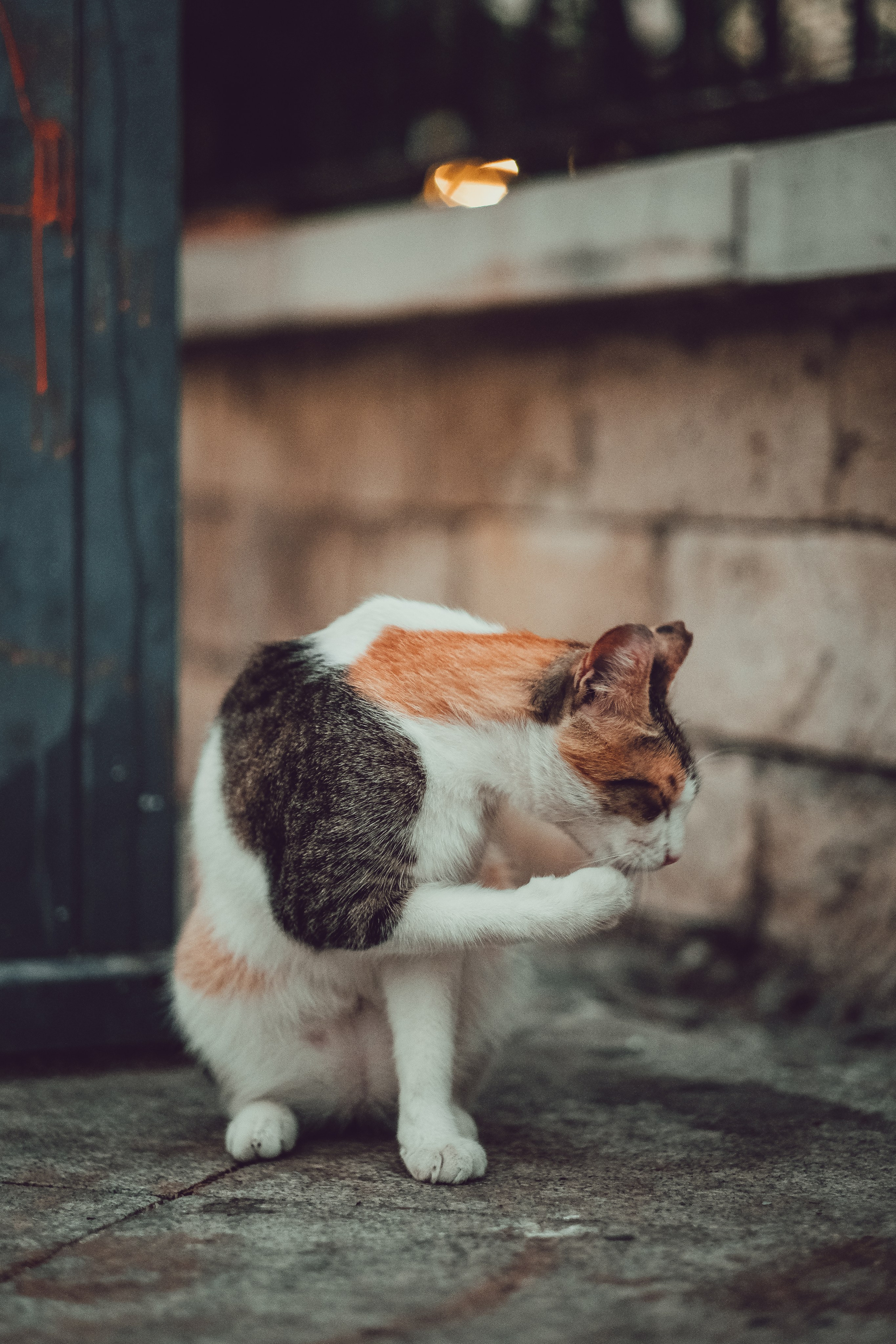 Feral Cat in Limassol