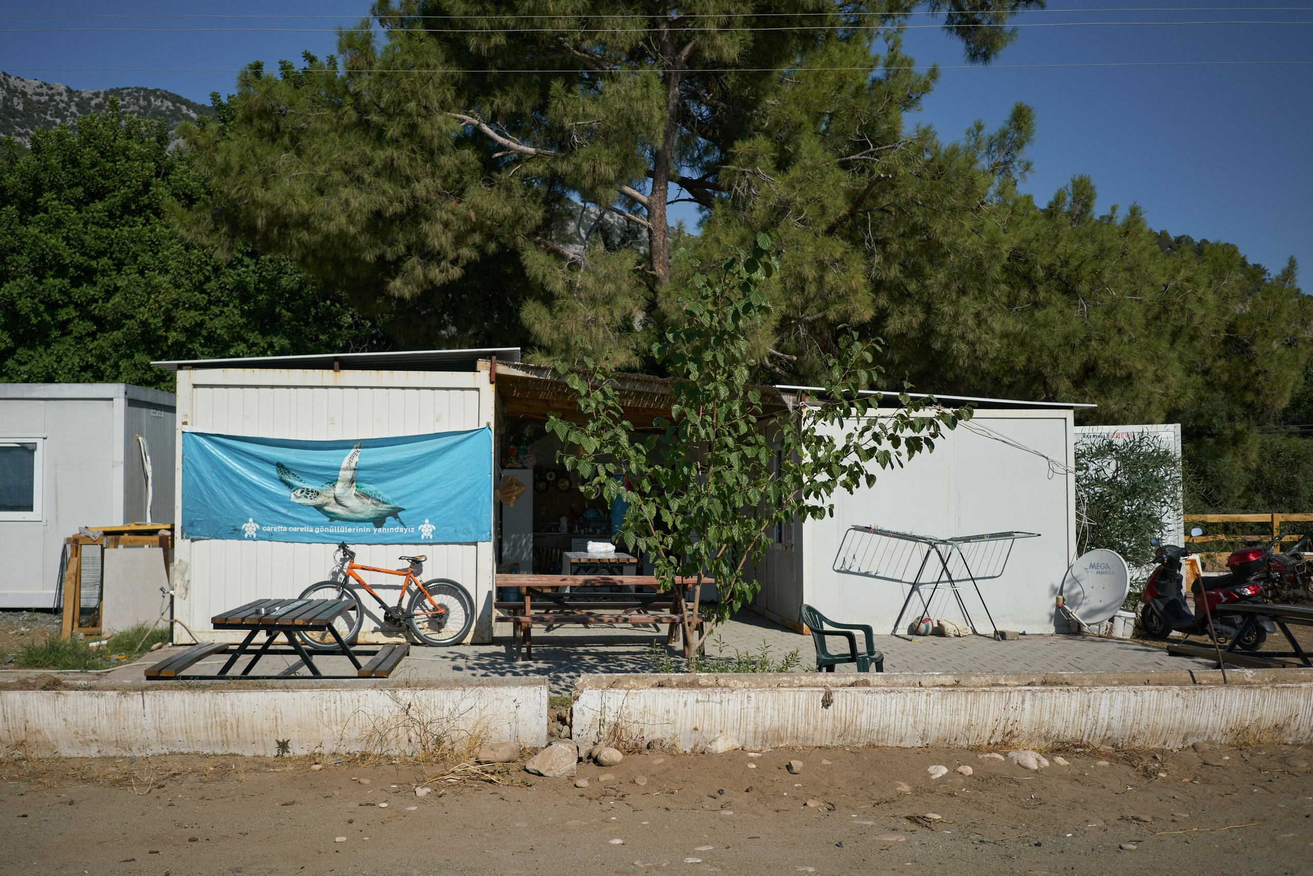 Caretta caretta | Anastasiia Nelen photographer