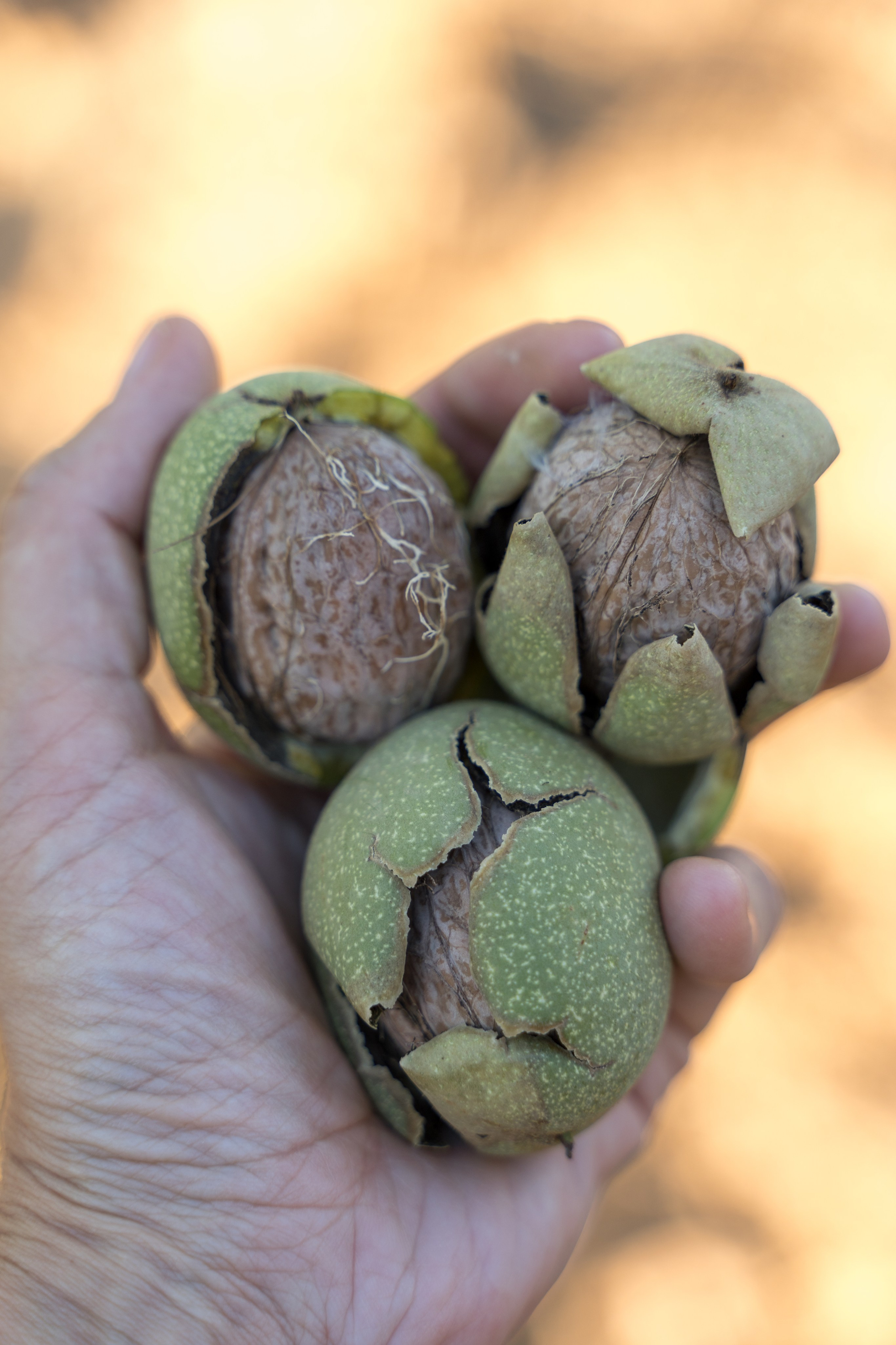 Экскурсия в винный регион Чал из Анталии. Ирина, фотограф в Анталии. Фотосессии в Кемере, Белеке, Сиде, Бодруме, Каше и Фетхие