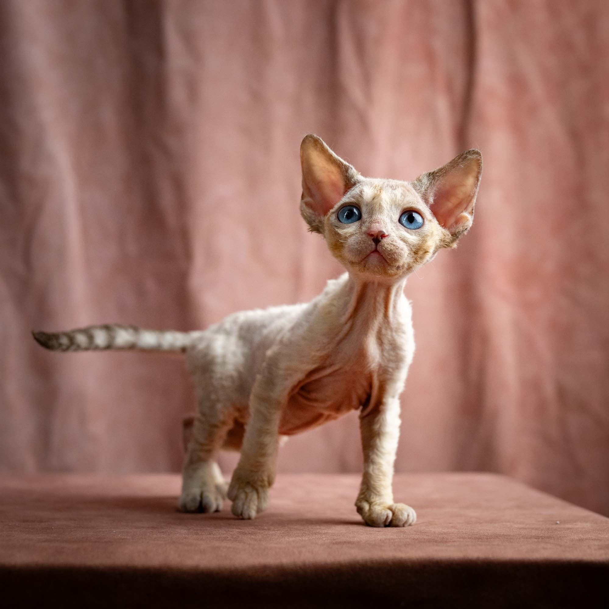 Rocco, boy, born 05.08.26. Devon Rex Pixie Cattery