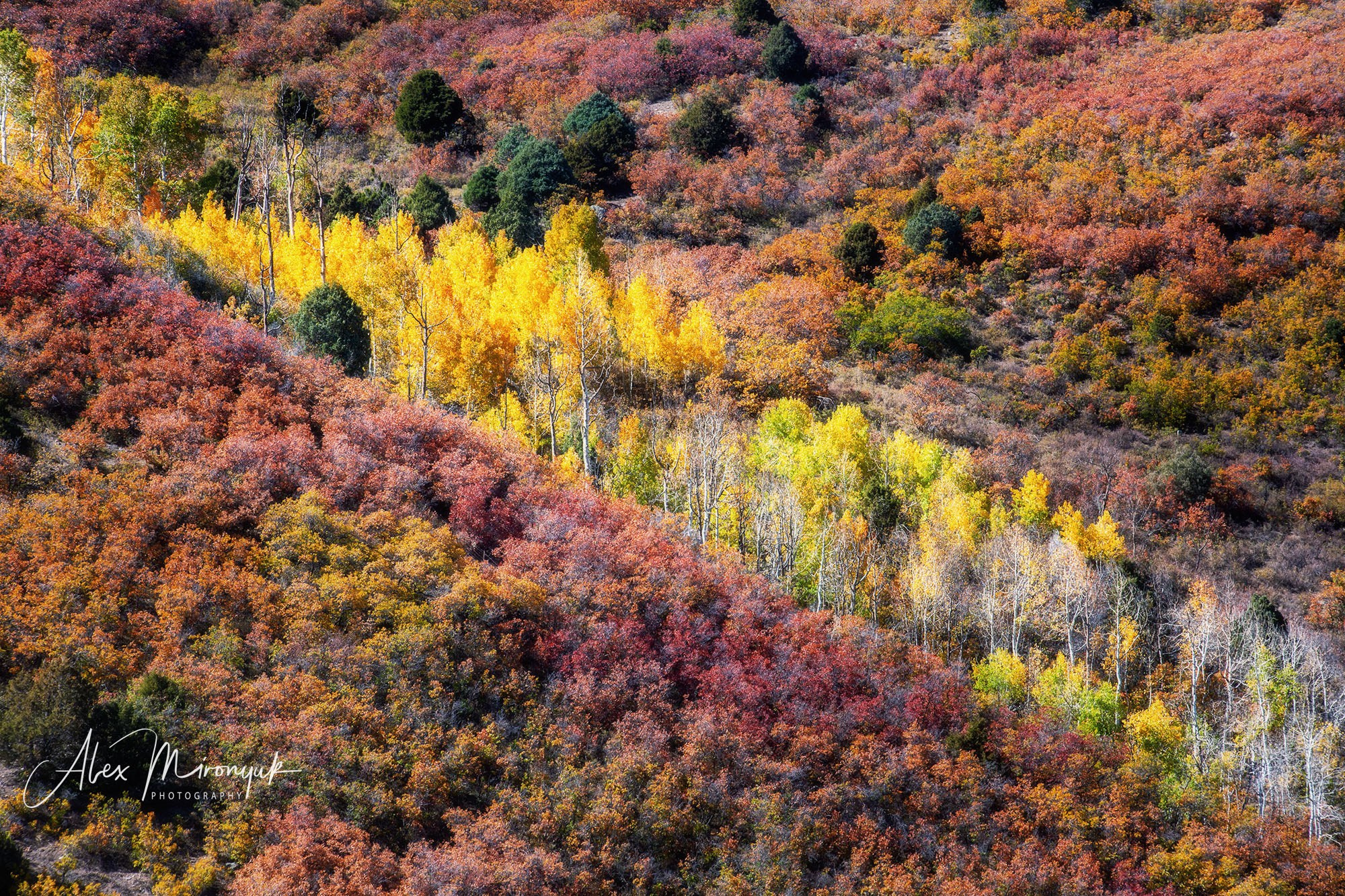 Fall Colors Of Colorado. Pet, Senior, Landscape, portrait studio, photographer in Miami and Sou