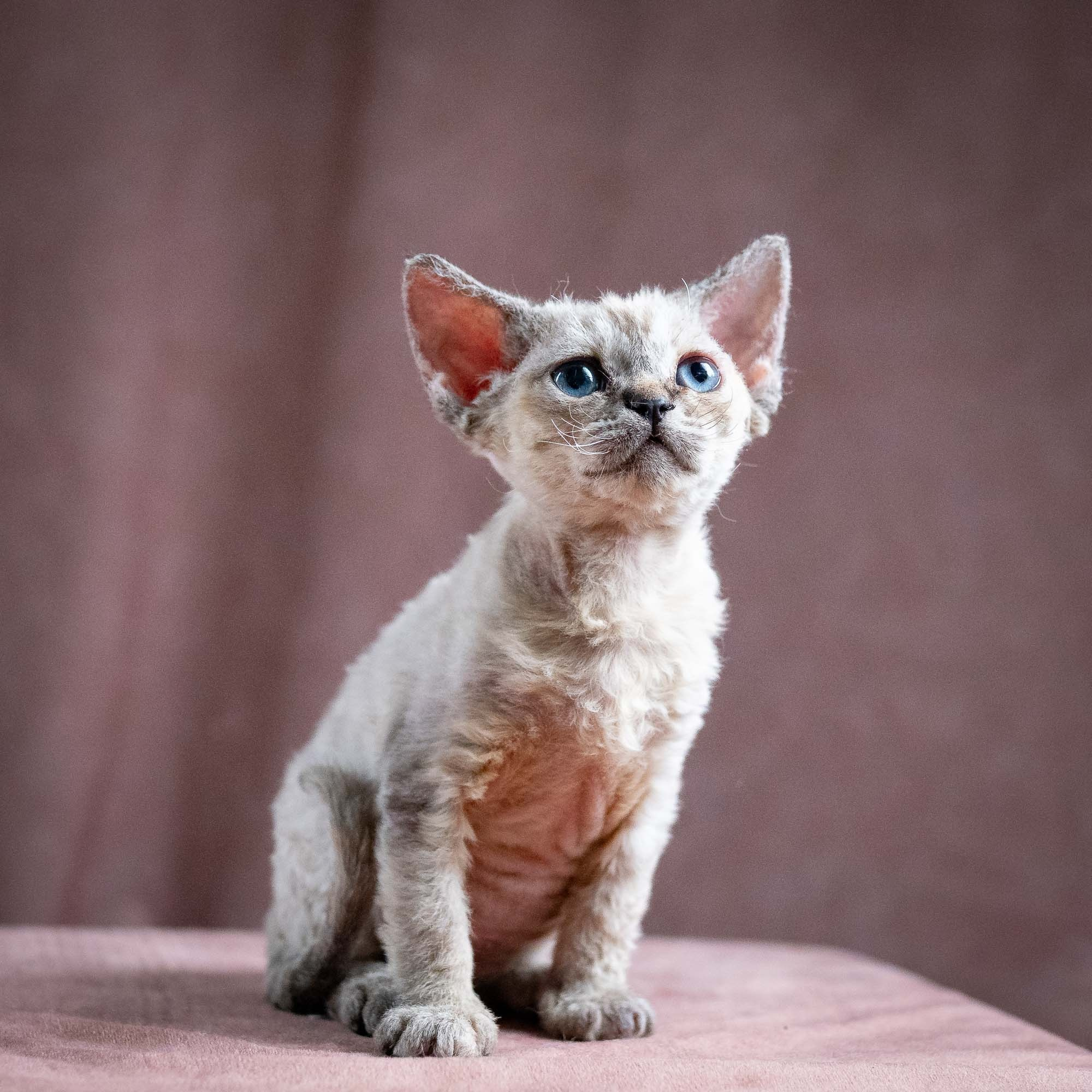 Quella, girl, born 02.14.26. Devon Rex Pixie Cattery