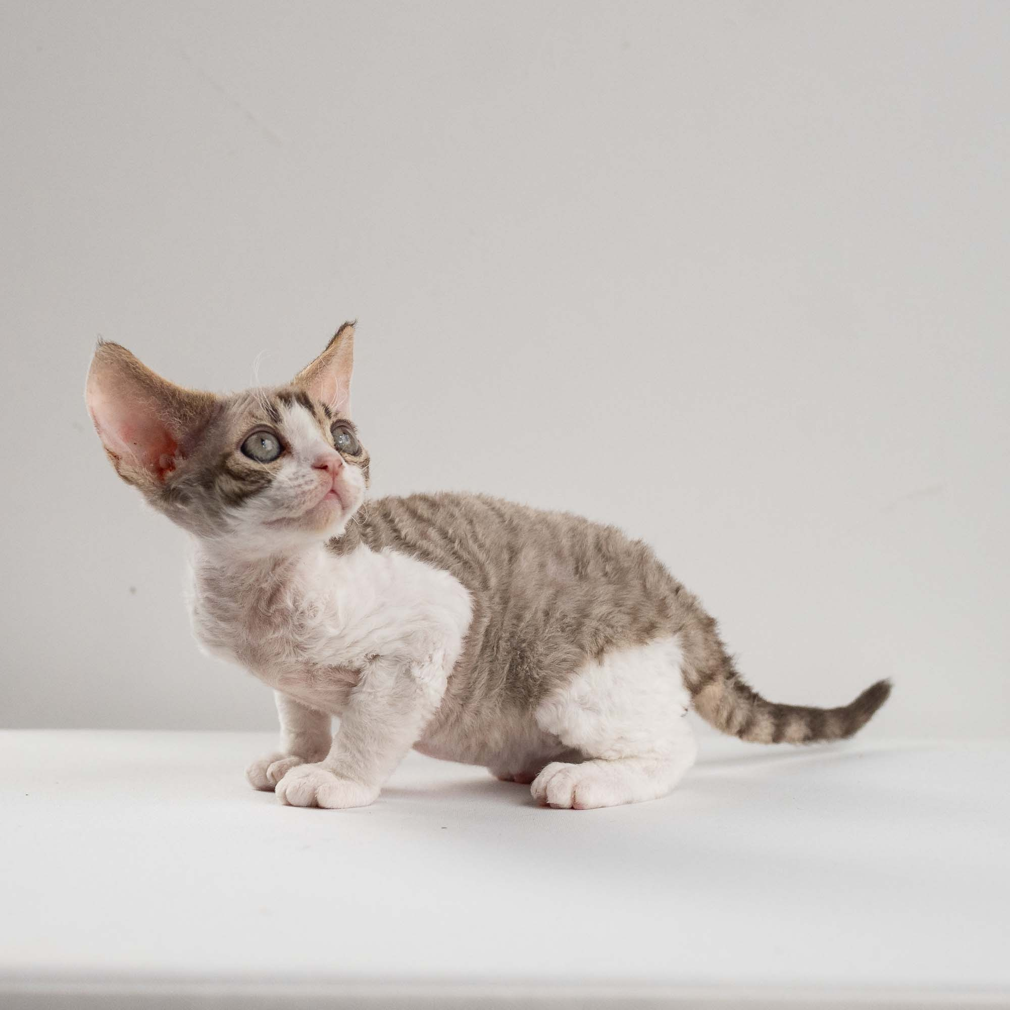 Eddie, boy, born on 06.09.24 Sold. Devon Rex Pixie Cattery