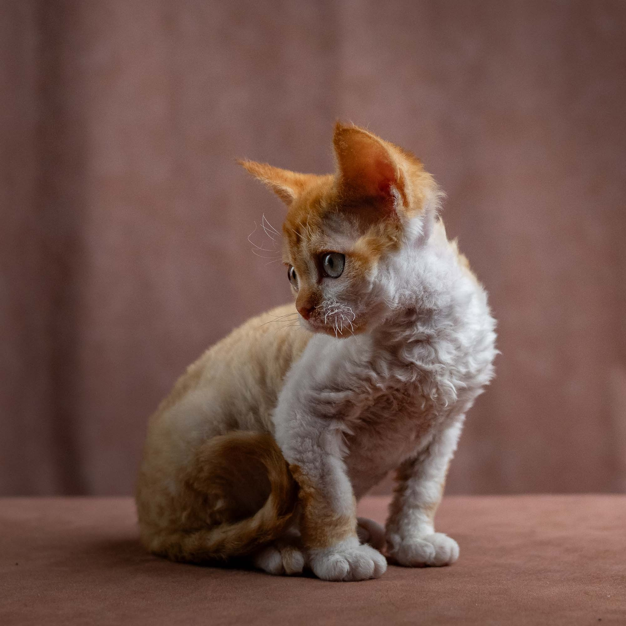 Jessie, girl, born 06.25.2025. Devon Rex Pixie Cattery