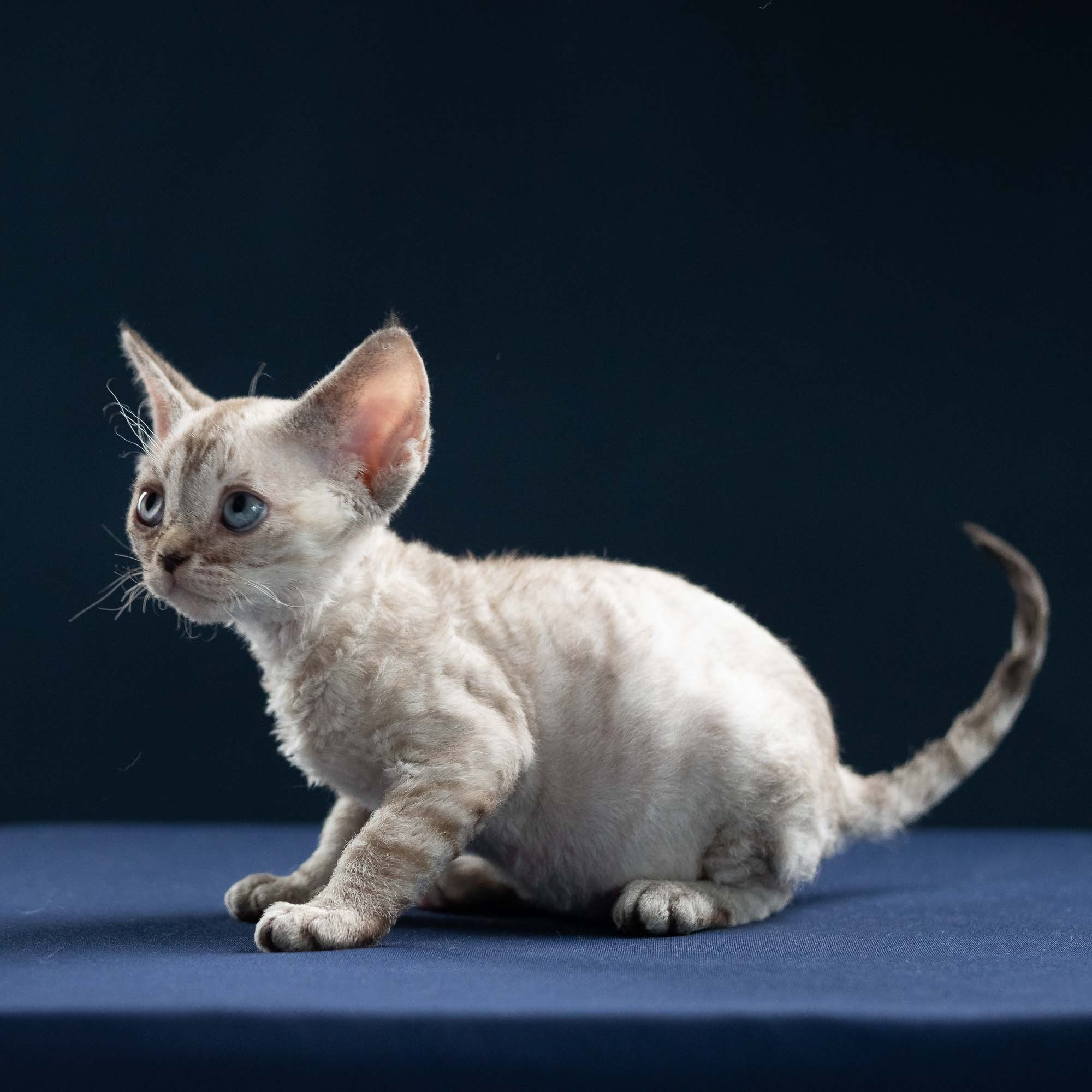 Isla, girl, born 06.01.2025. Devon Rex Pixie Cattery